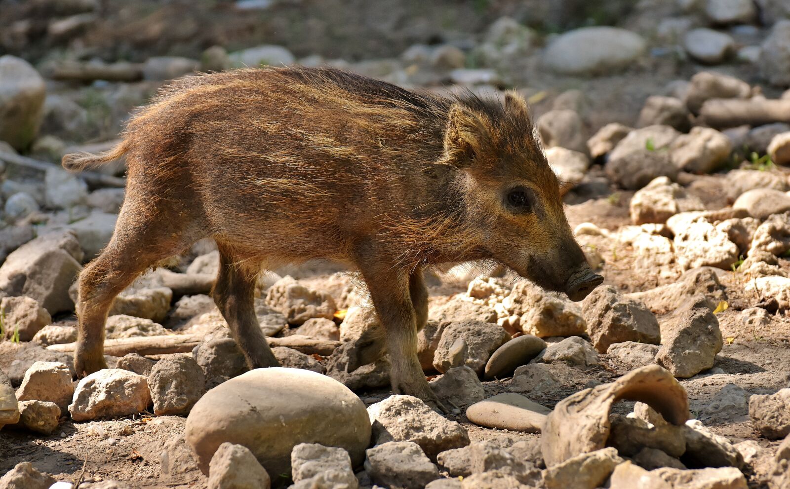 Nikon D7200 sample photo. Wild pigs, launchy, wildpark photography