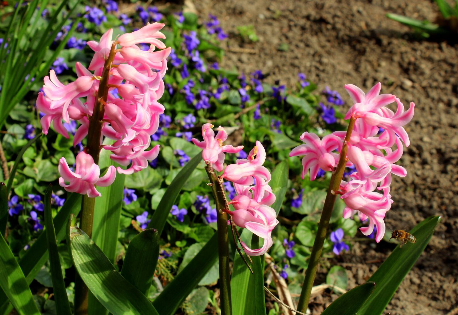 Canon EOS 1200D (EOS Rebel T5 / EOS Kiss X70 / EOS Hi) sample photo. Hyacinth, flower, spring garden photography
