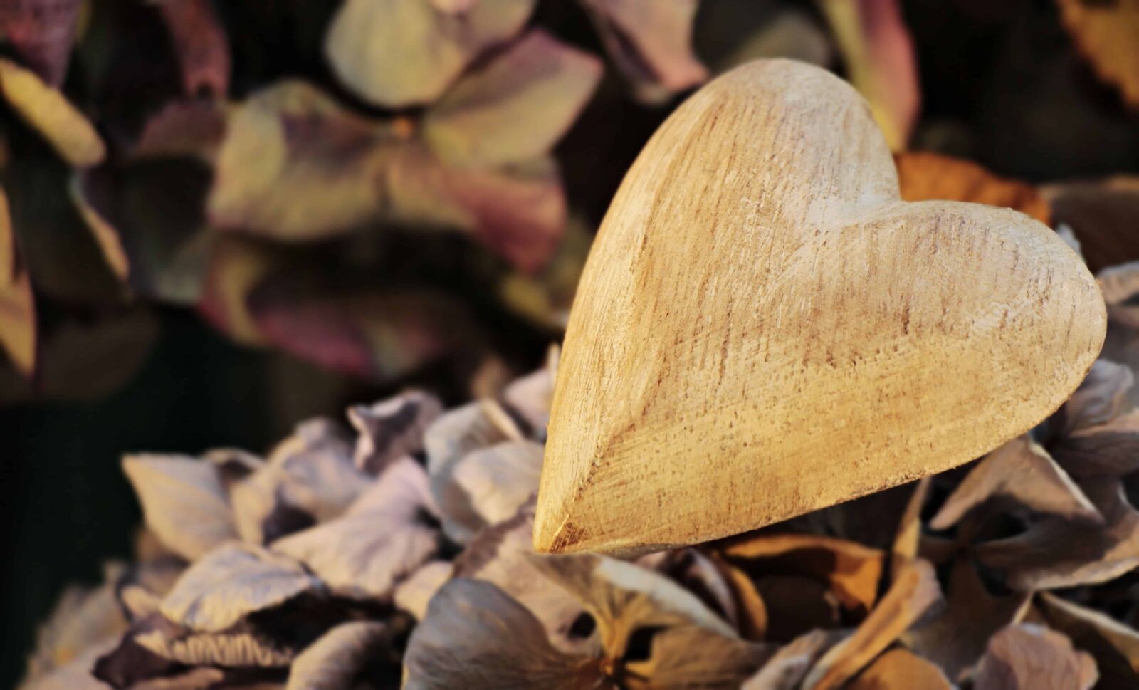 Canon EOS 100D (EOS Rebel SL1 / EOS Kiss X7) sample photo. Still life, daylight, wood photography