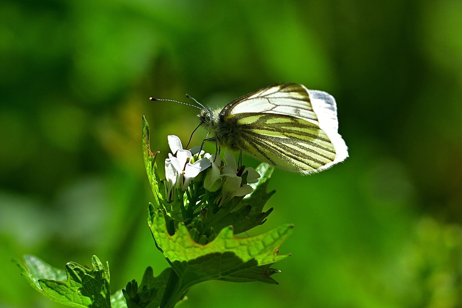 Nikon D5200 sample photo. Nature, gonepteryx rhamni, butterfly photography