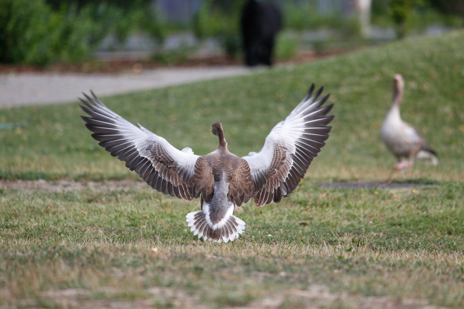 Canon EF 100-400mm F4.5-5.6L IS USM sample photo. Goose, wing, animal photography