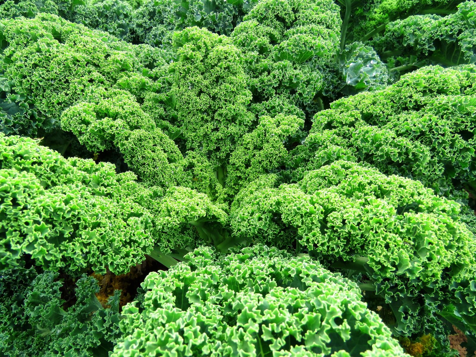 Canon PowerShot SX60 HS sample photo. Kale, vegetables, green photography