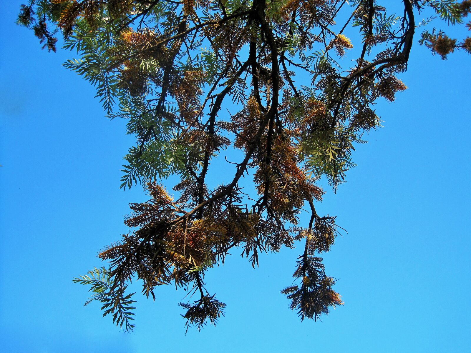 Canon PowerShot SD1200 IS (Digital IXUS 95 IS / IXY Digital 110 IS) sample photo. Silver oak tree, tree photography