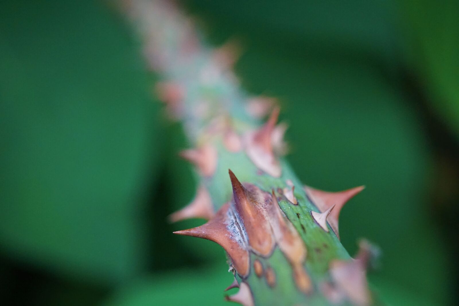 Sony a6000 + Sony E 30mm F3.5 Macro sample photo. Thorns, branch, nature photography