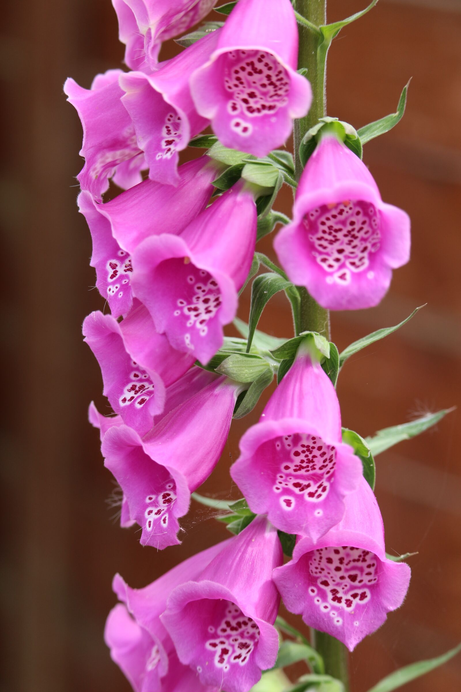 Canon EOS 700D (EOS Rebel T5i / EOS Kiss X7i) sample photo. Flower, violet, ringtones photography