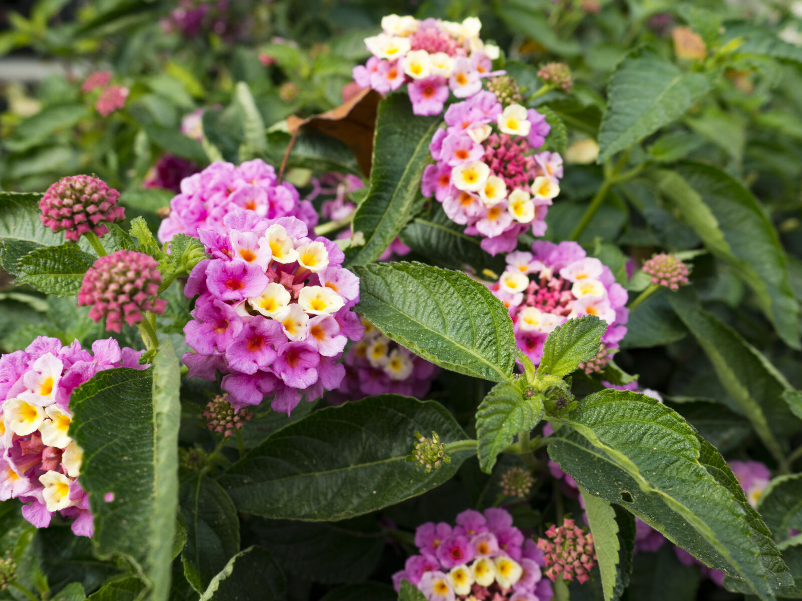 Olympus OM-D E-M10 II sample photo. Color, flowers, green, leaves photography