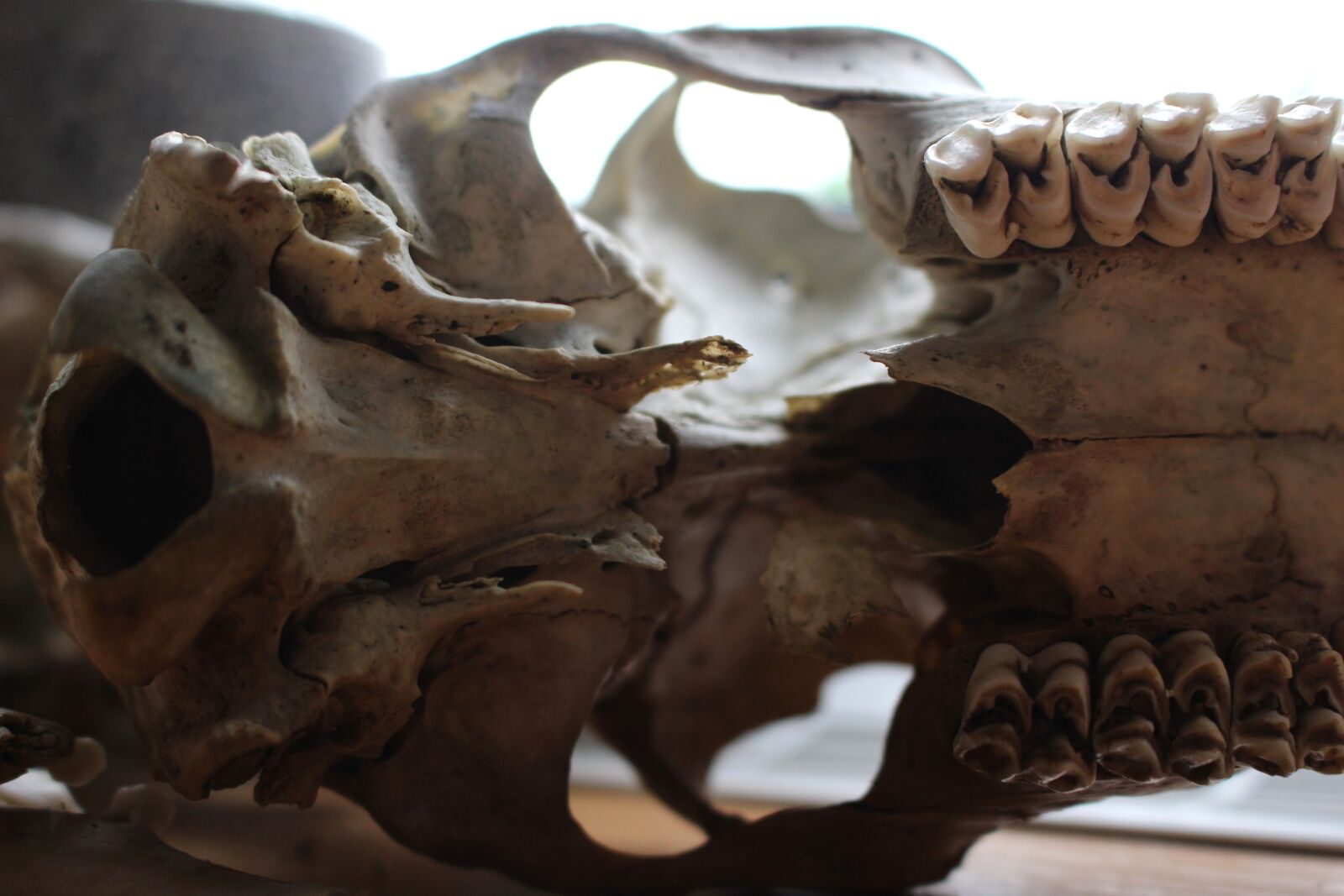 Canon EOS 700D (EOS Rebel T5i / EOS Kiss X7i) sample photo. Close up, bone, skeleton photography