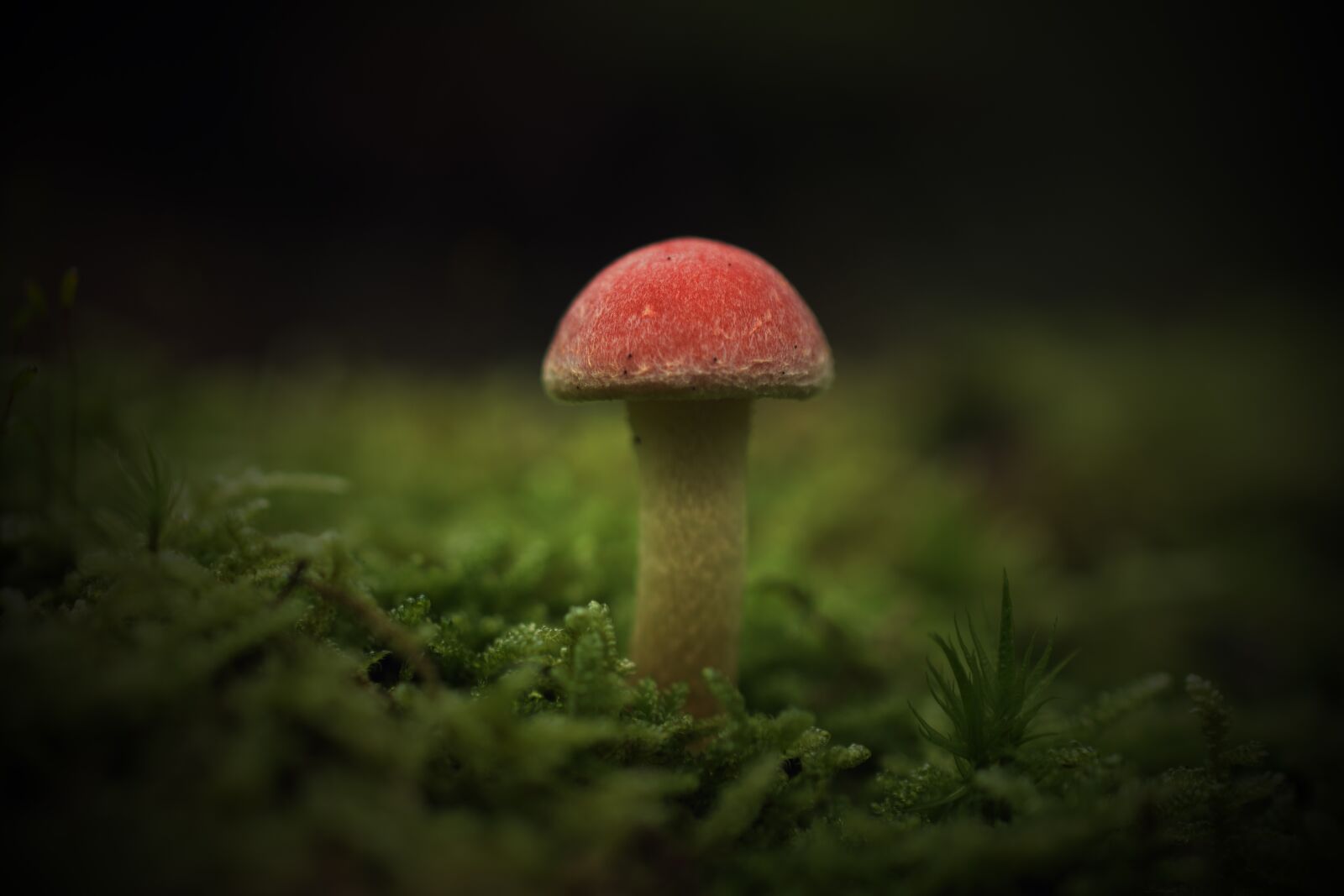 Nikon D5600 sample photo. Fungus, wood, nature photography