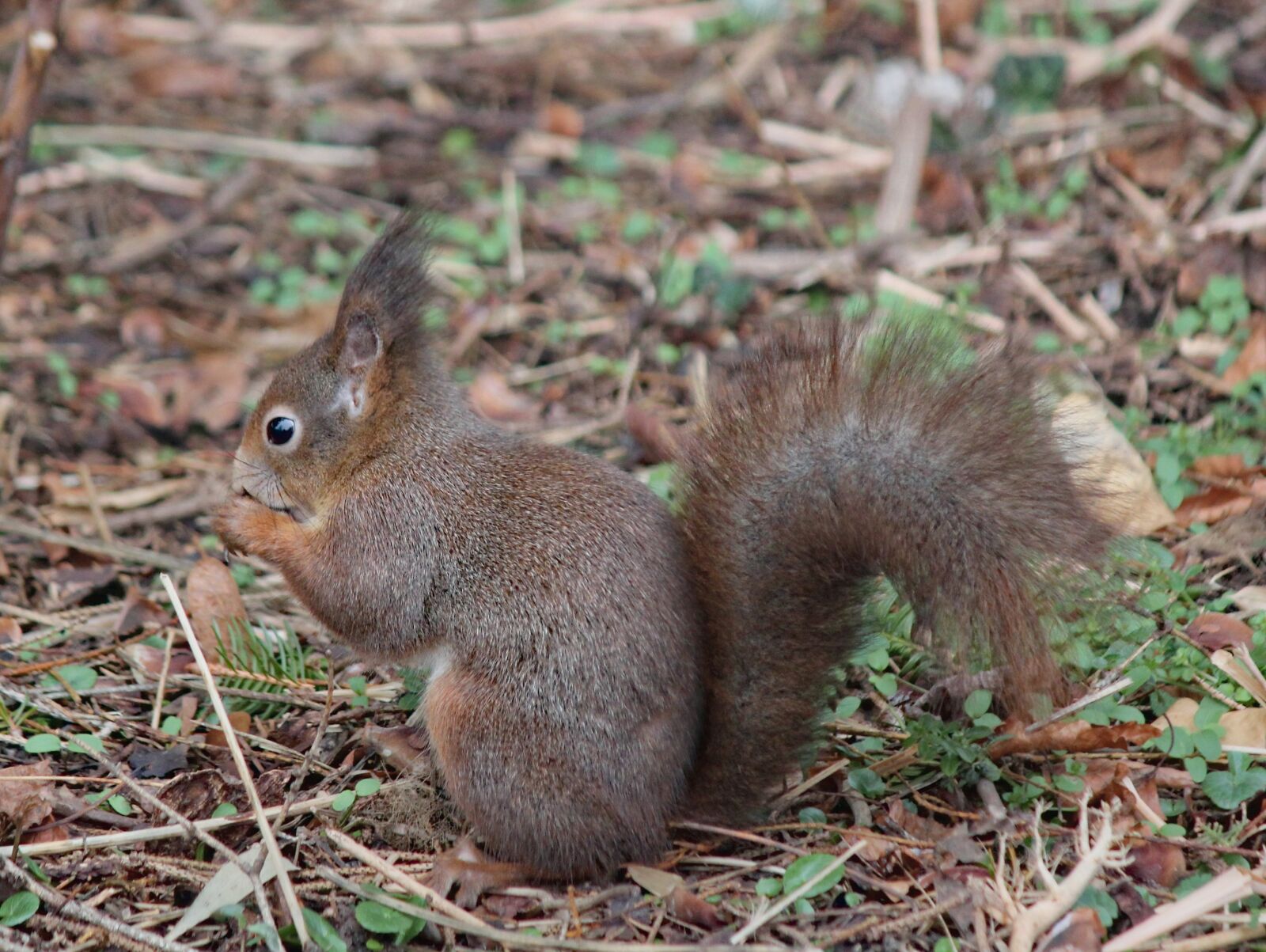 Canon EOS 550D (EOS Rebel T2i / EOS Kiss X4) sample photo. The squirrel, rodent, animal photography