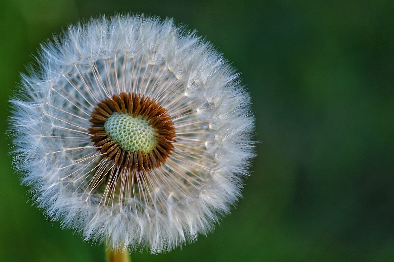 Canon EOS R sample photo. Dandelion, summer, nature photography