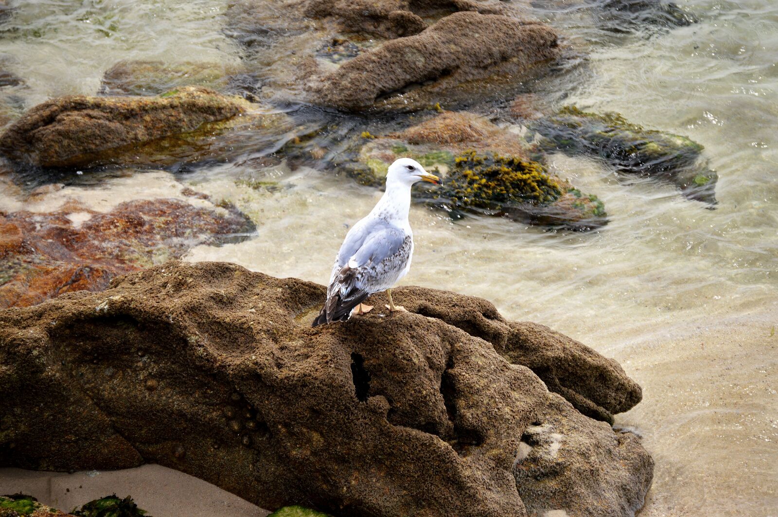 Nikon D3200 sample photo. Seagull, sea, ave photography