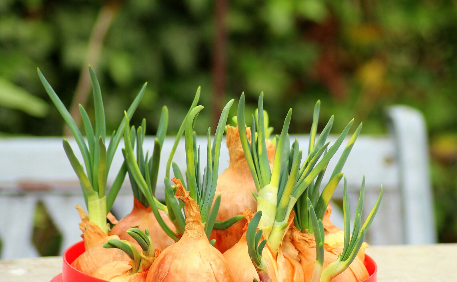 Canon EOS 1200D (EOS Rebel T5 / EOS Kiss X70 / EOS Hi) sample photo. Onion, chives, kitchen photography