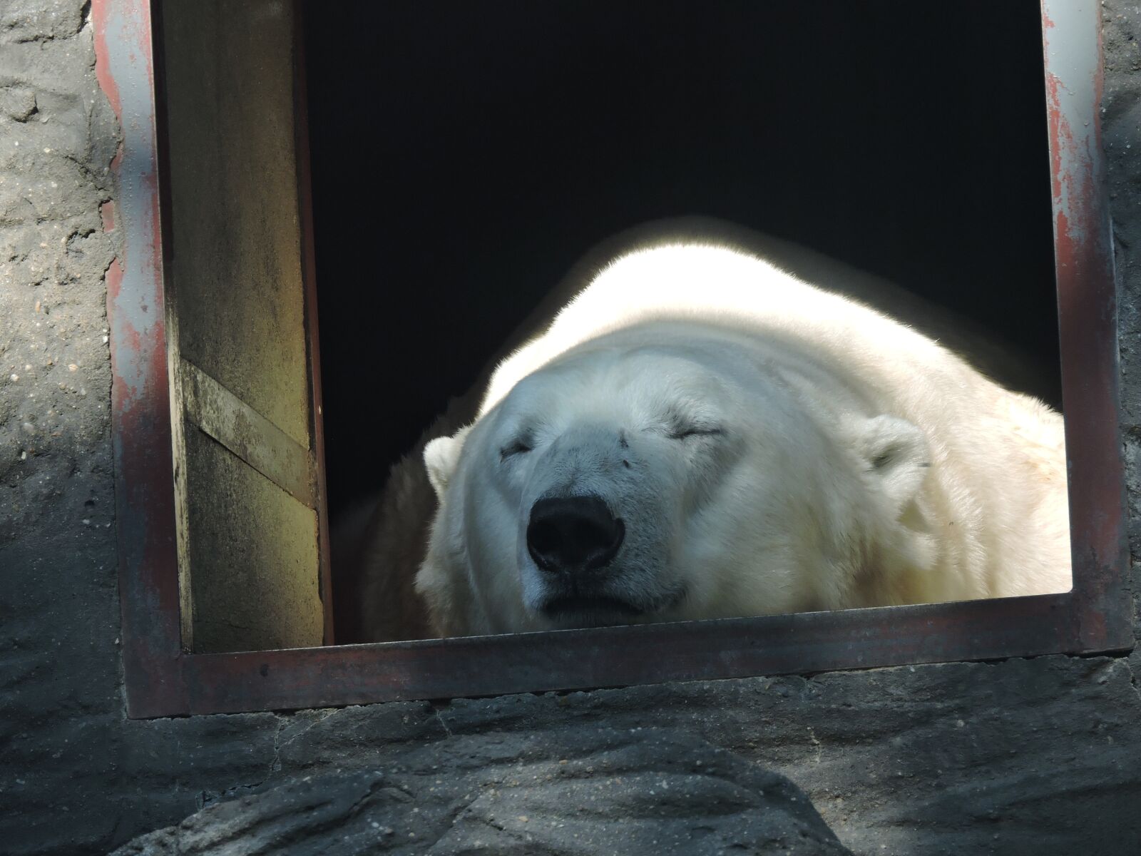 Nikon Coolpix P600 sample photo. Polar bear, zoo, the photography