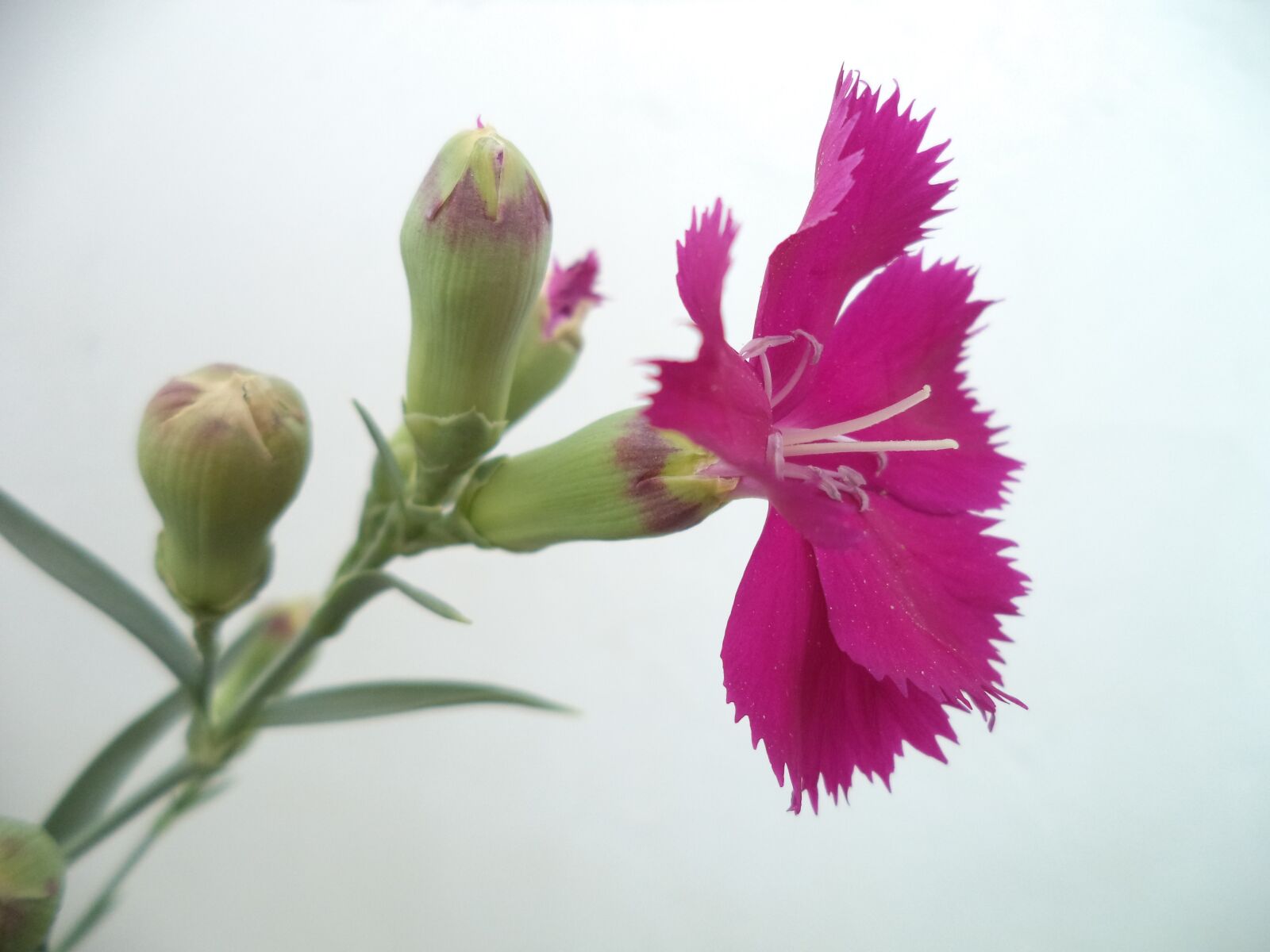 Sony Cyber-shot DSC-W710 sample photo. Flower, œillet, petals photography