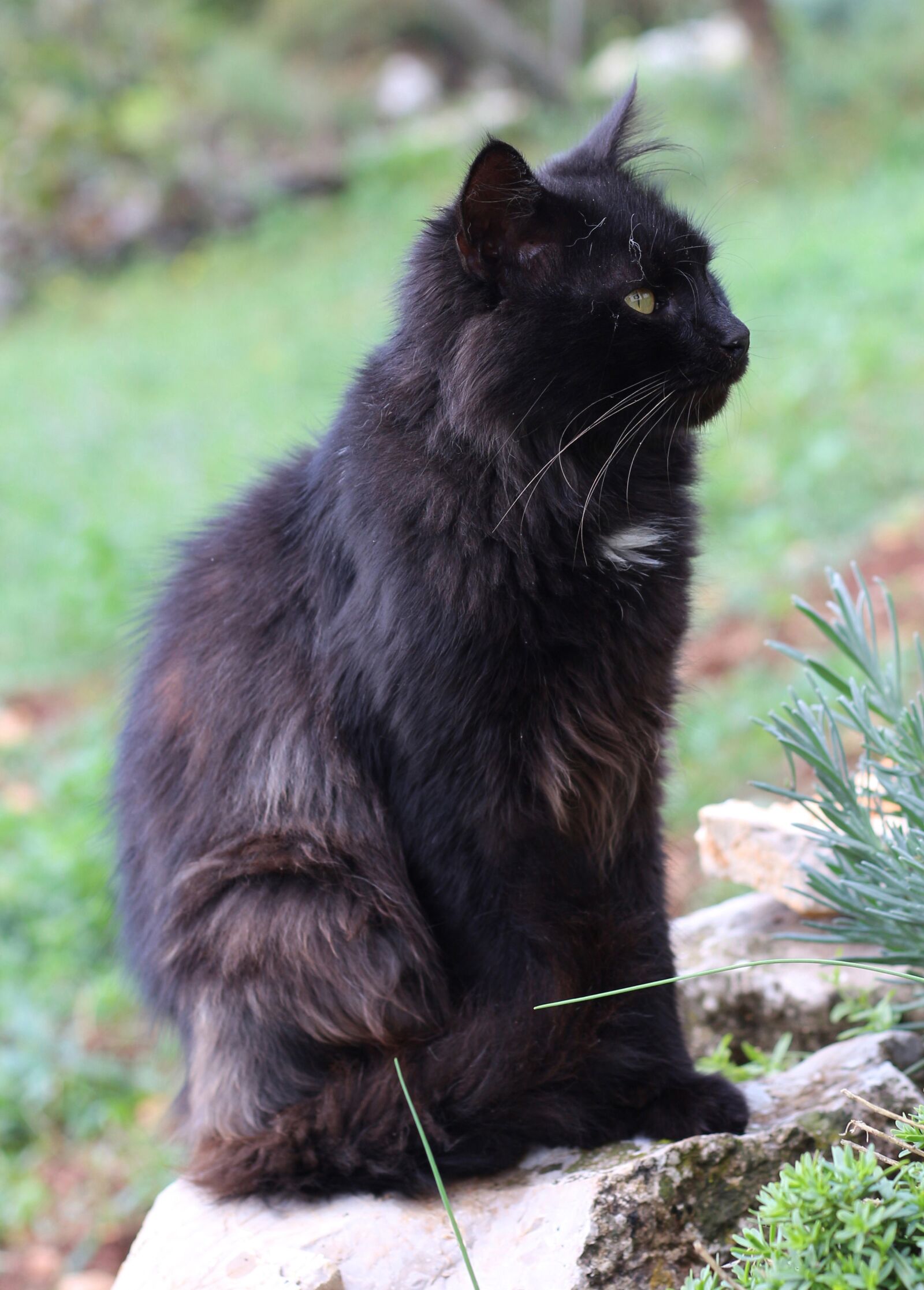 Canon EOS 700D (EOS Rebel T5i / EOS Kiss X7i) sample photo. Cat, domestic cat, pet photography