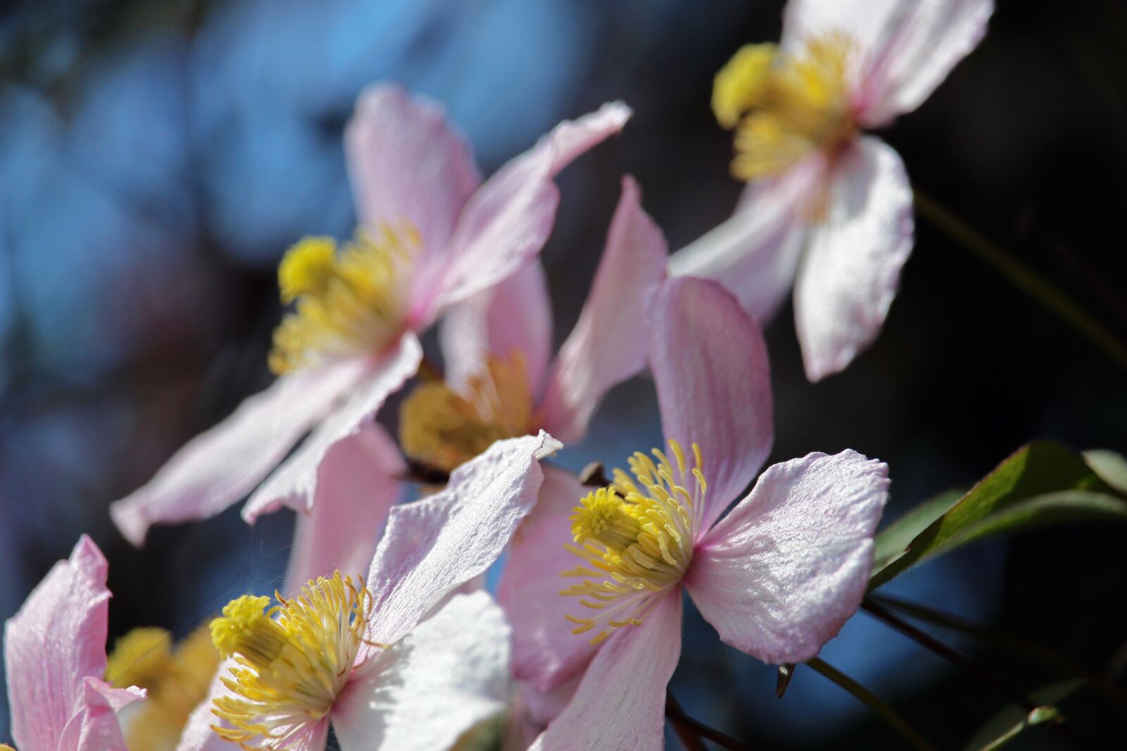 Canon EOS 700D (EOS Rebel T5i / EOS Kiss X7i) sample photo. Clematis, climber plant, close photography