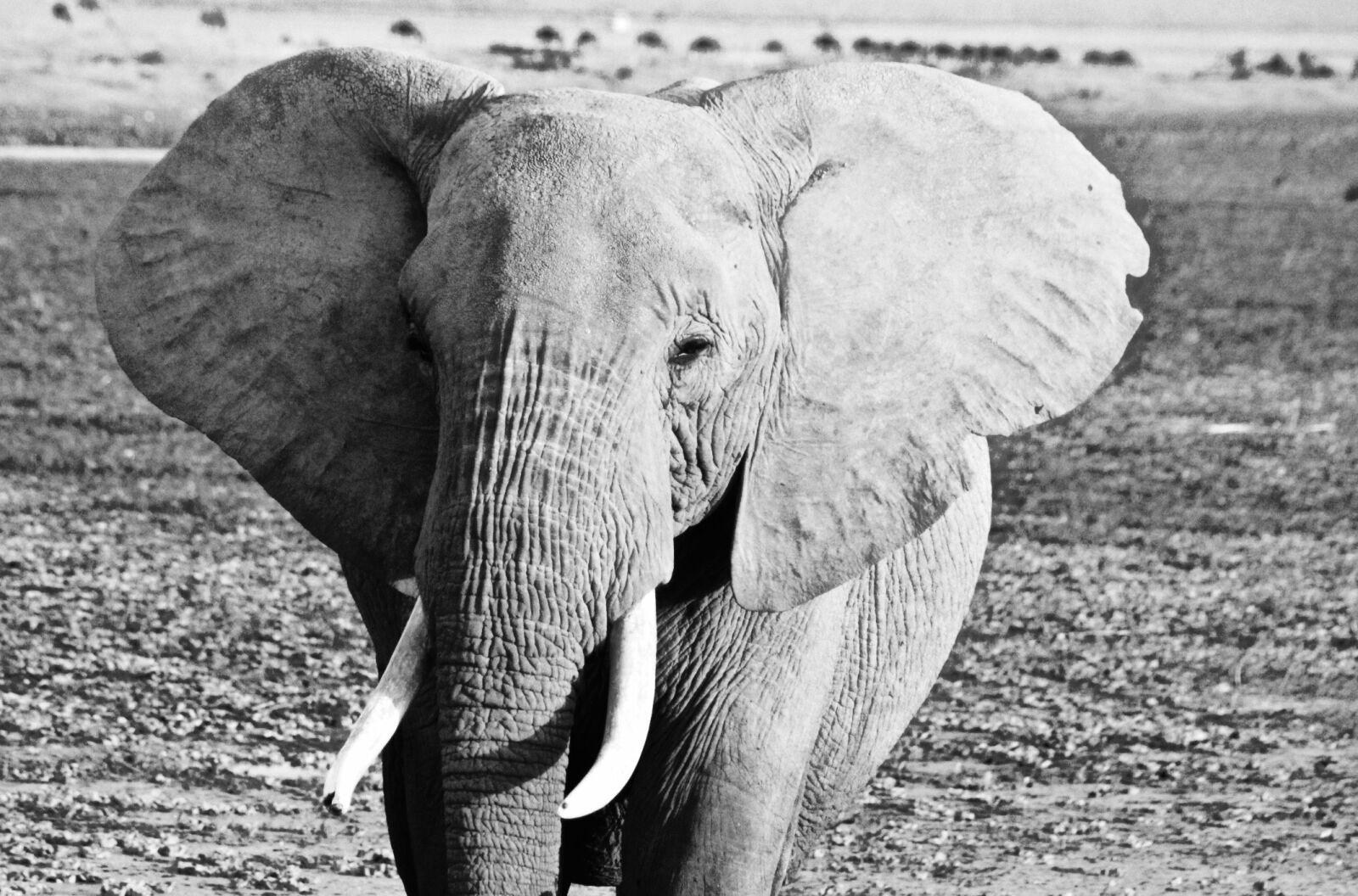 Canon EOS 500D (EOS Rebel T1i / EOS Kiss X3) sample photo. Kenya, elephant, amboseli photography