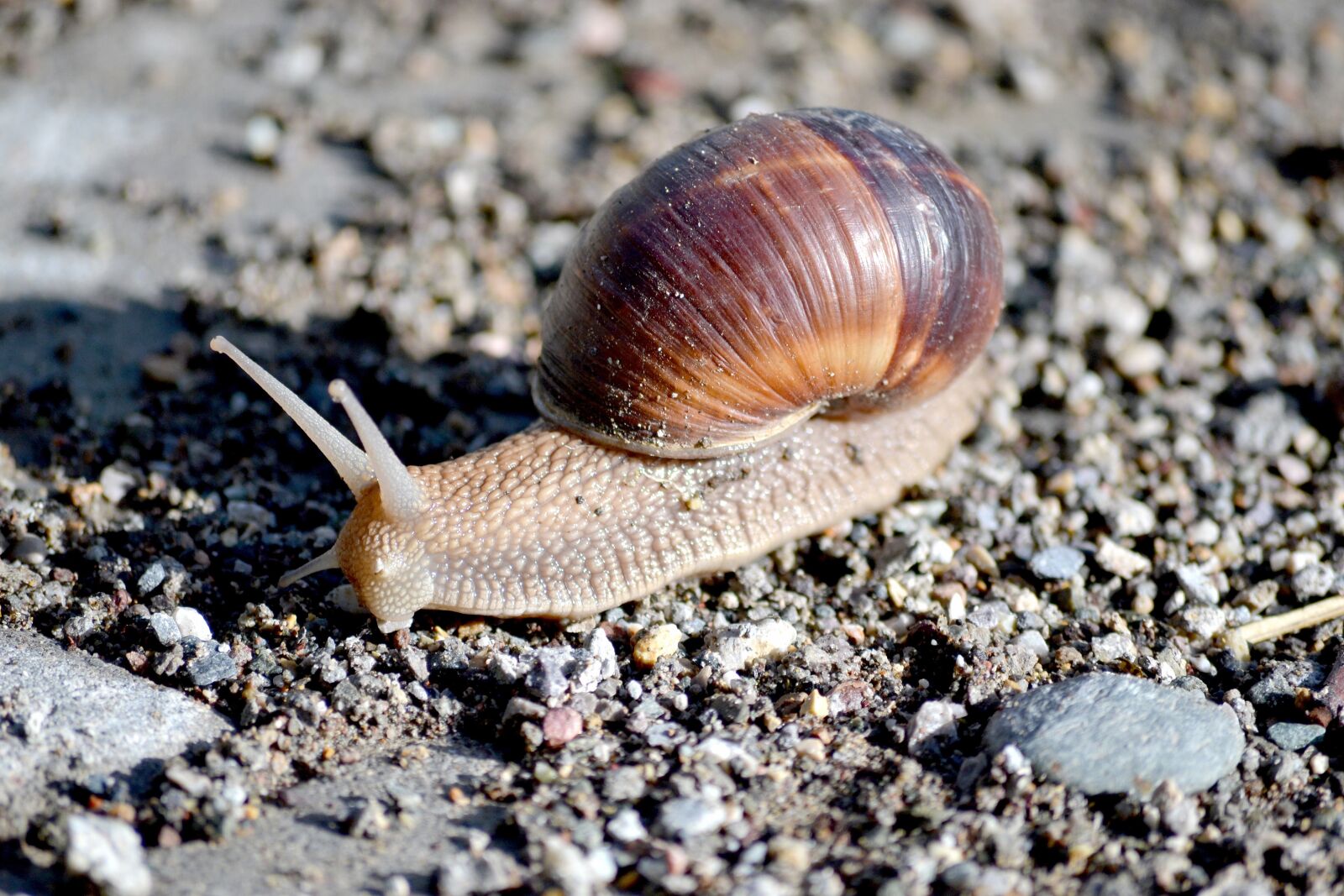 Nikon D3100 sample photo. Snails, nature, animal photography