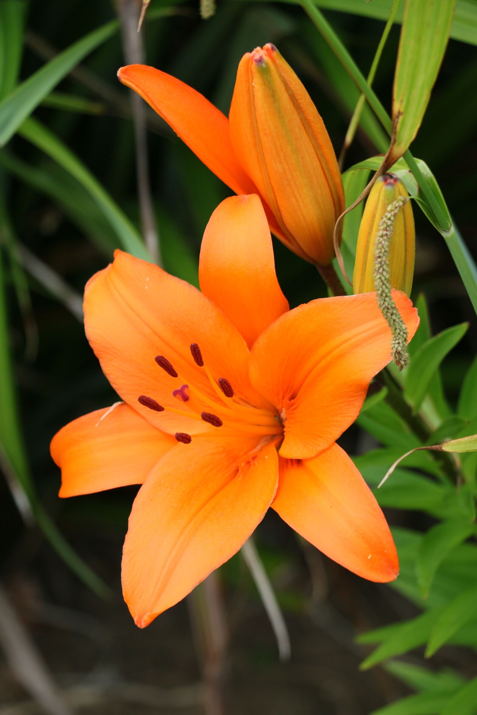 Canon EOS 70D sample photo. Orange, lilly, lillies photography