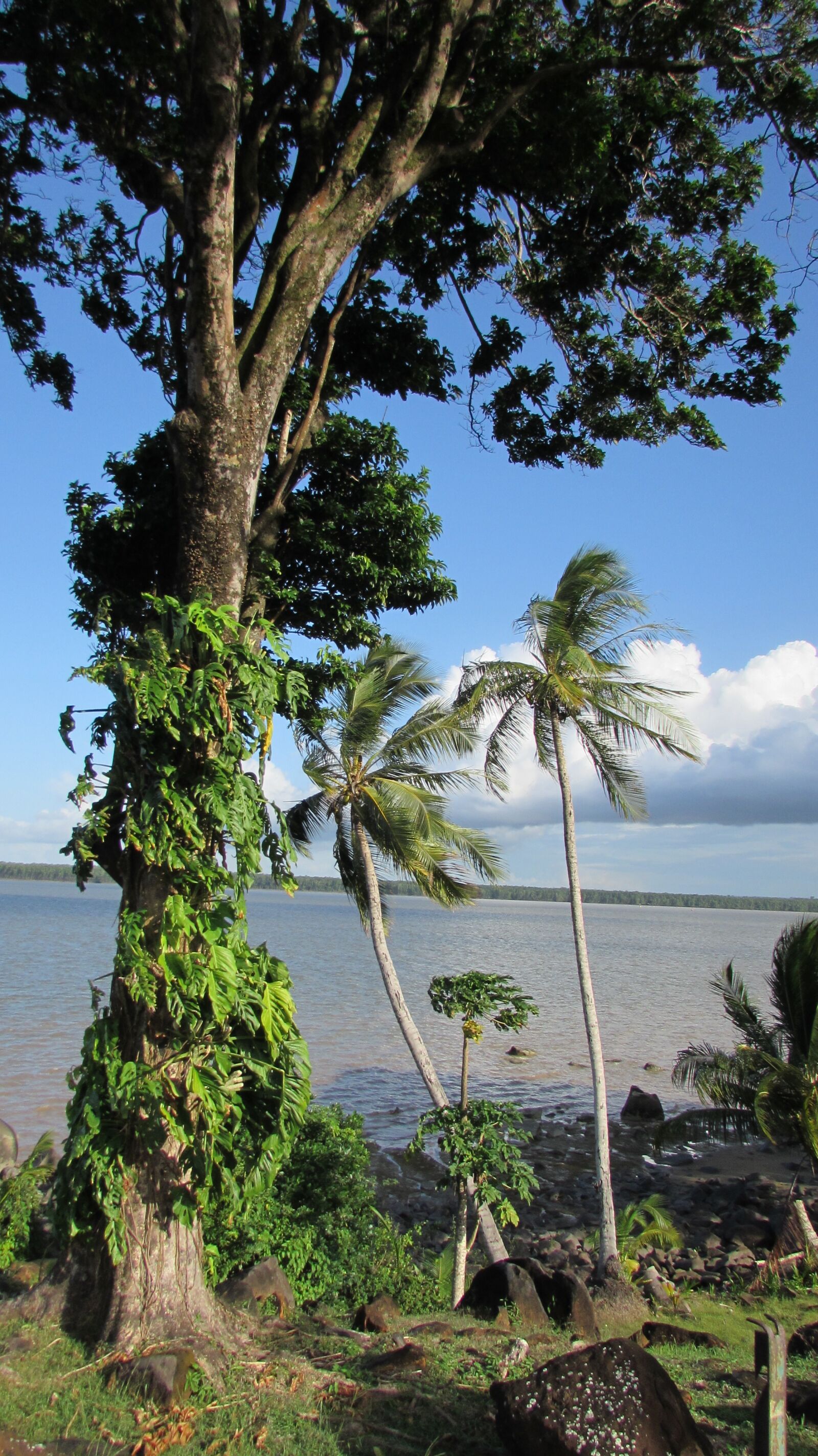 Canon PowerShot SX510 HS sample photo. Cayenne river, nature, cayenne photography
