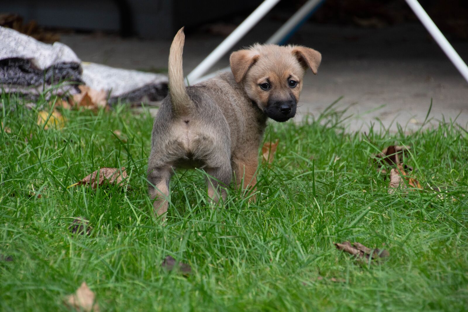 Sony SLT-A68 + DT 18-270mm F3.5-6.3 SSM sample photo. Puppy, however, dog photography