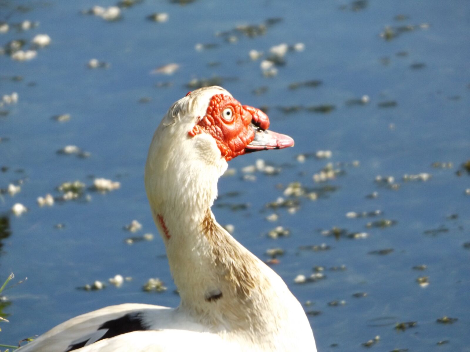 Fujifilm FinePix S8600 sample photo. Ducks, of the, laguito photography