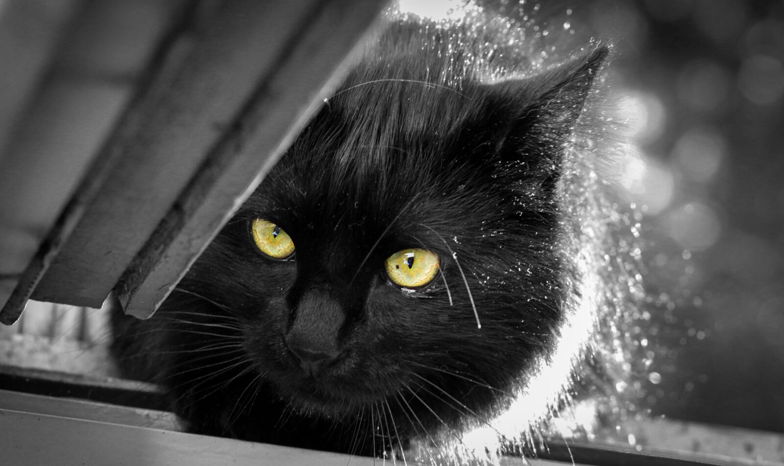 Canon EOS 7D Mark II sample photo. Cat, hair, animal photography