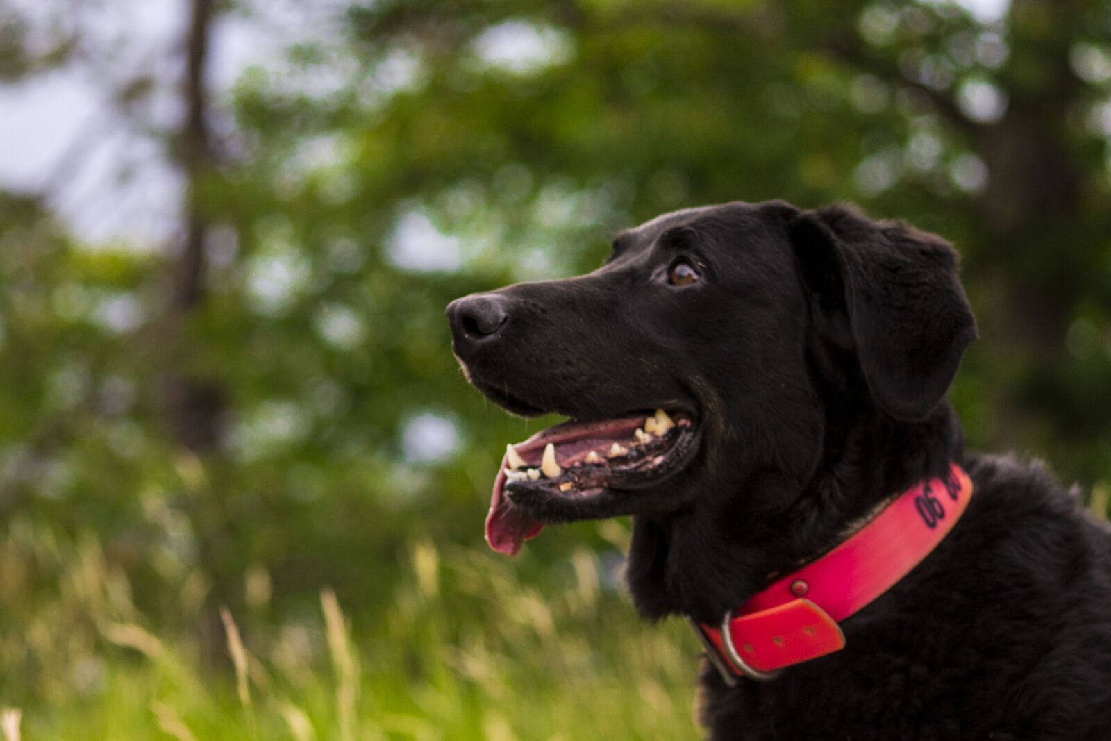 Canon EOS 1100D (EOS Rebel T3 / EOS Kiss X50) sample photo. Dog, nature, pet photography