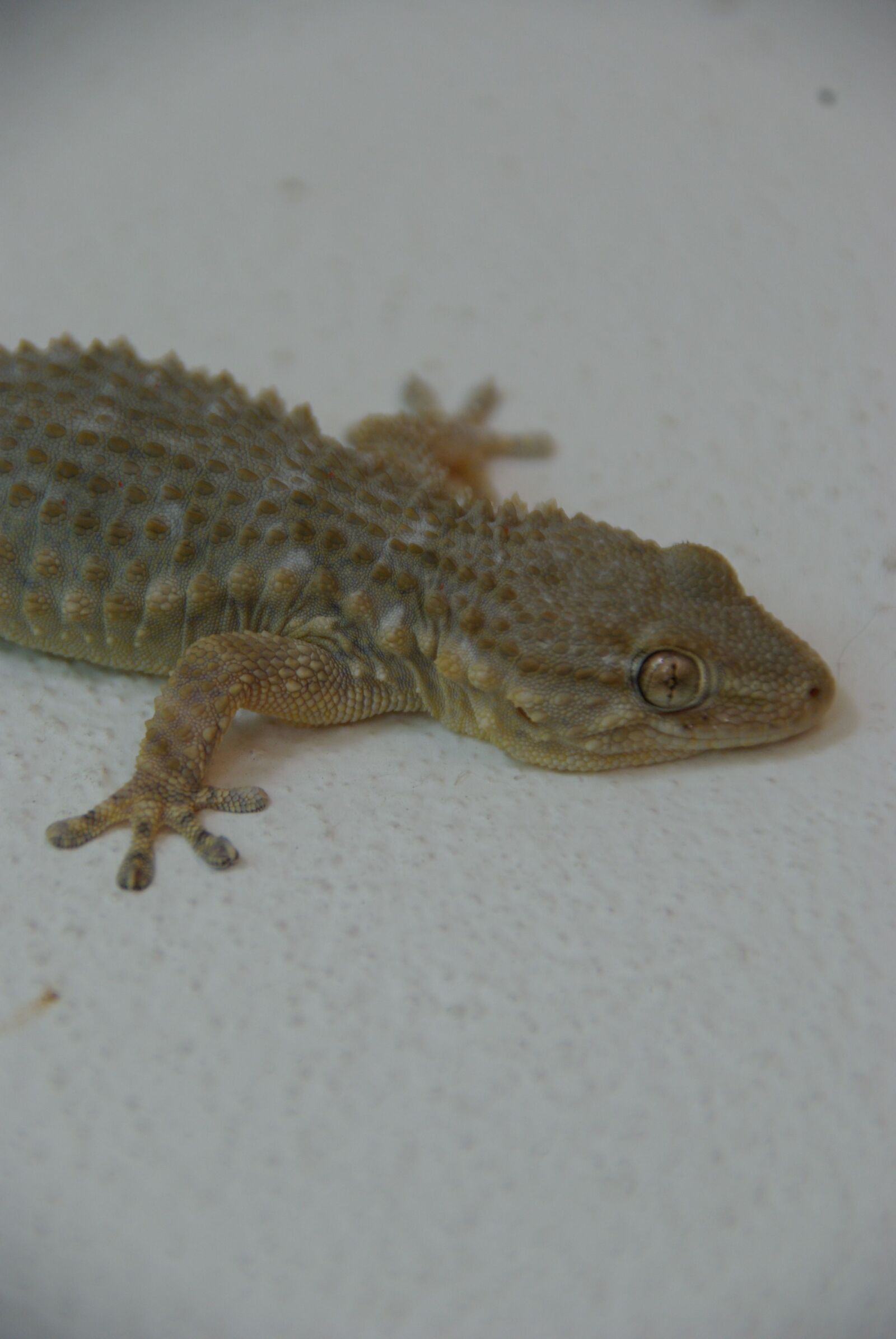 Pentax K10D sample photo. Gecko, geek, portugal photography