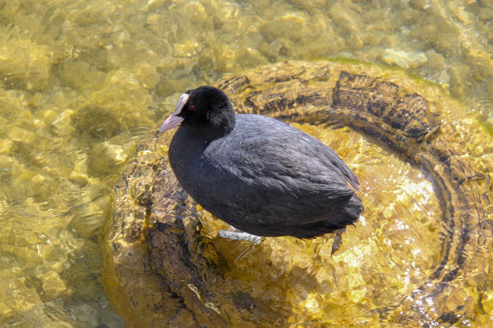 Canon EOS 7D sample photo. Coot, bird, lake photography