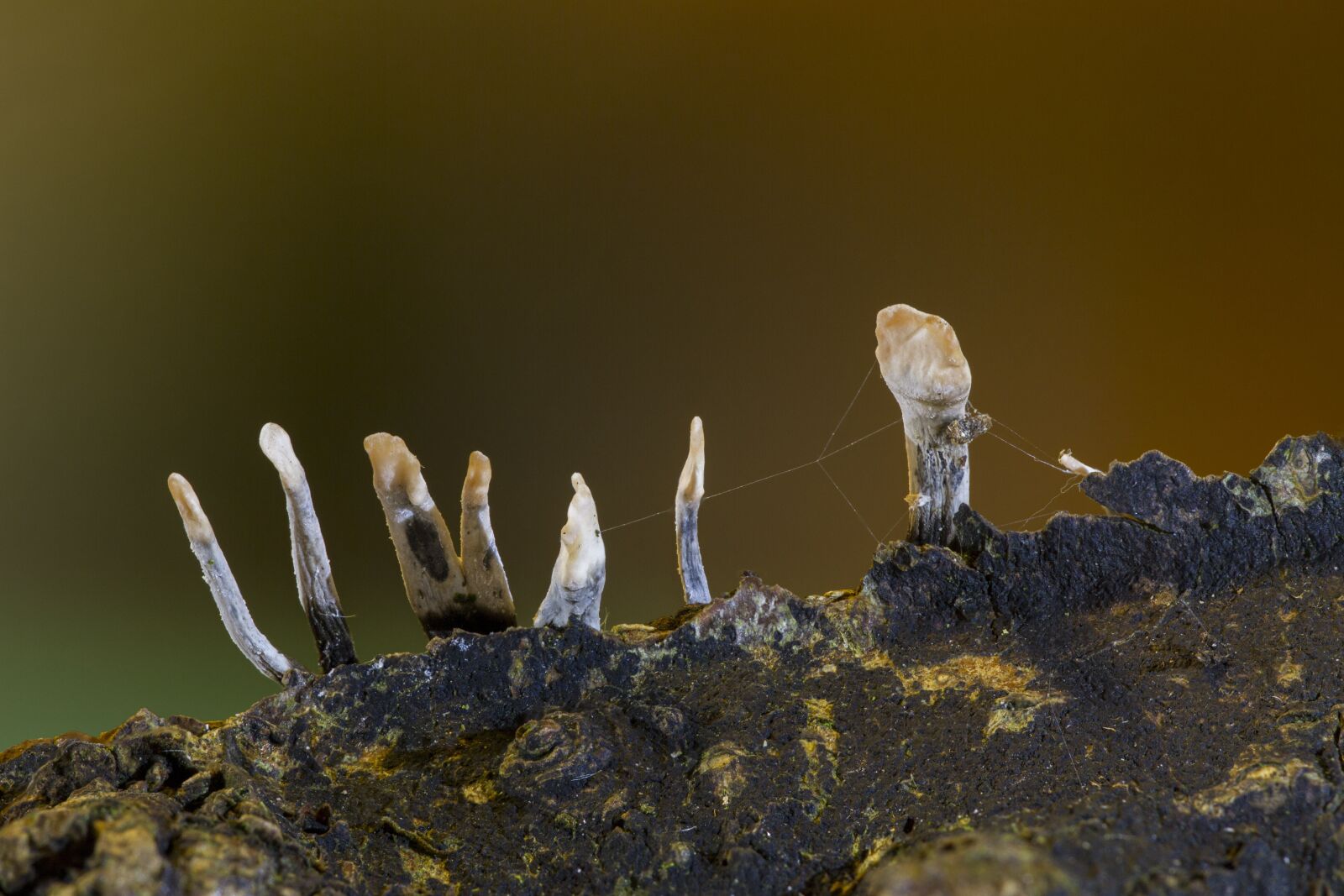 Canon EOS 7D sample photo. Mushroom, nature, forest photography