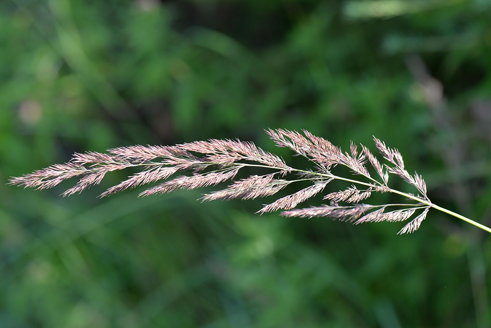 Nikon D610 sample photo. Blade of grass, macro photography