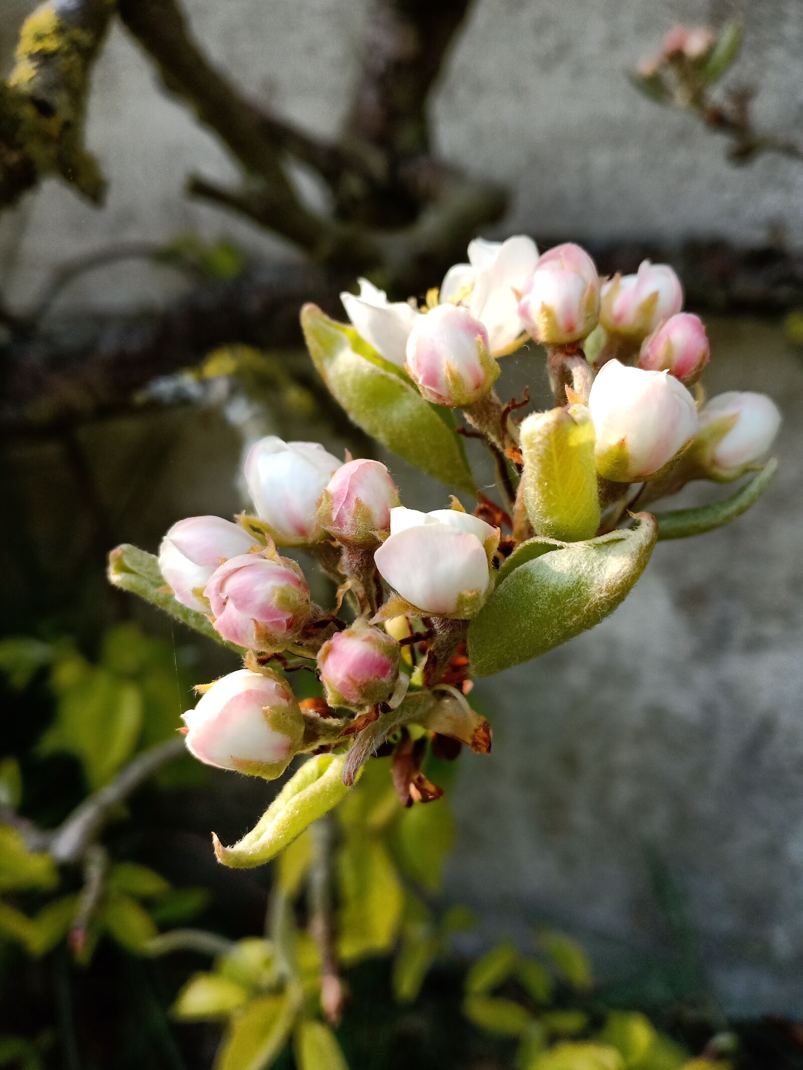 OPPO F7 sample photo. Apple blossom, blossom, fruit photography