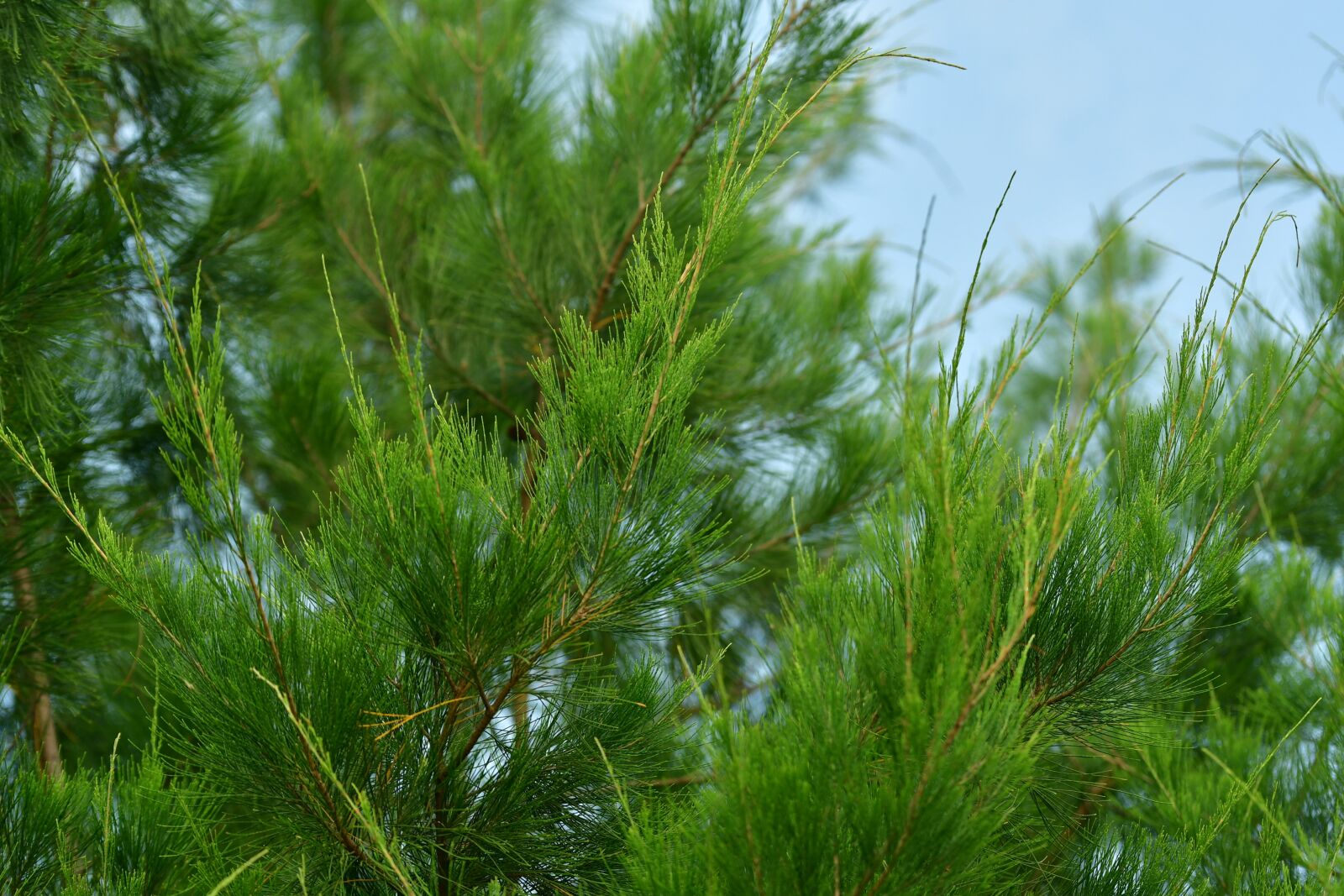 Nikon D500 sample photo. Conifer, cypress, pine photography