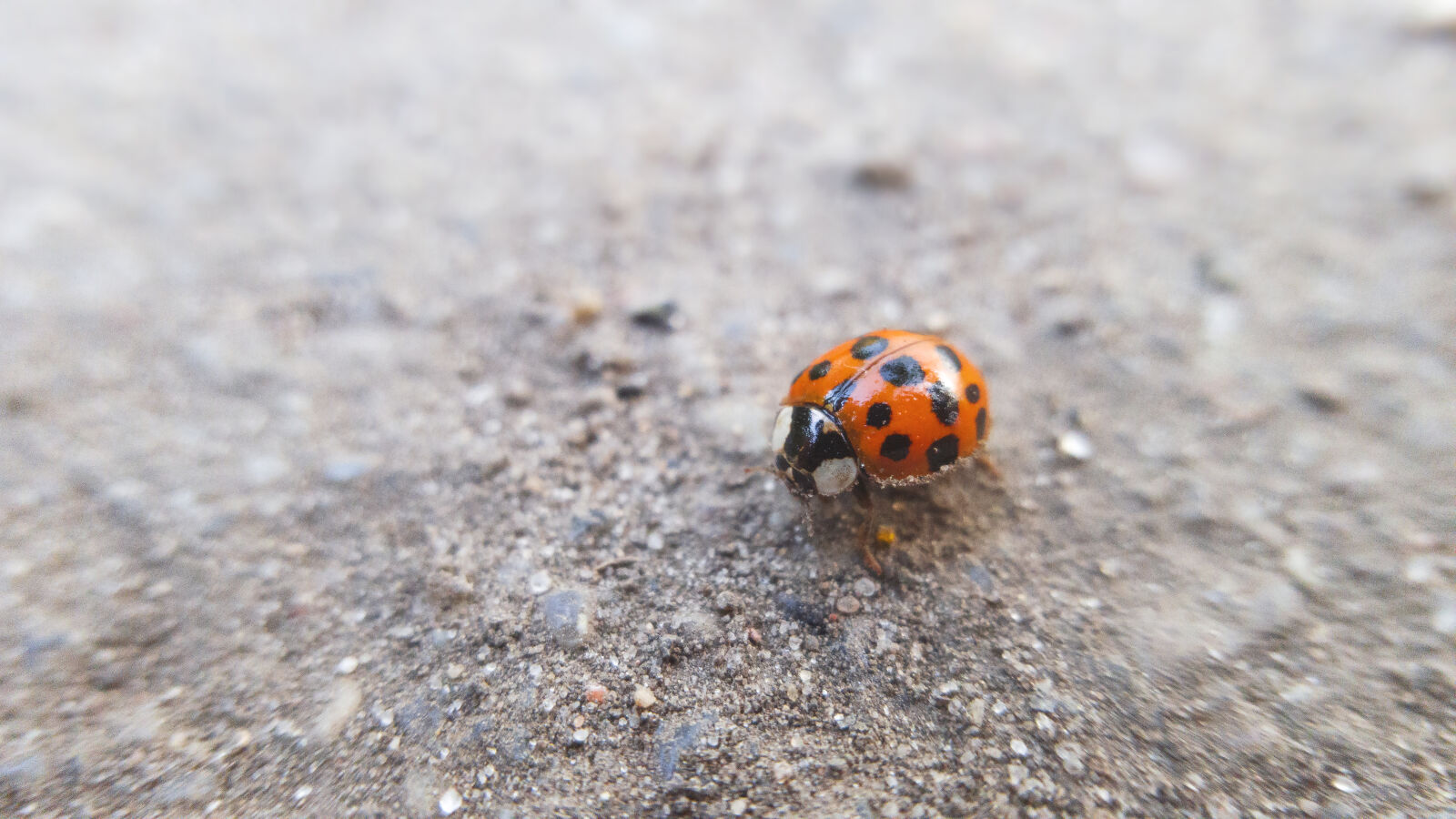Samsung Galaxy S6 sample photo. Nature, ladybird, ladybug, bug photography