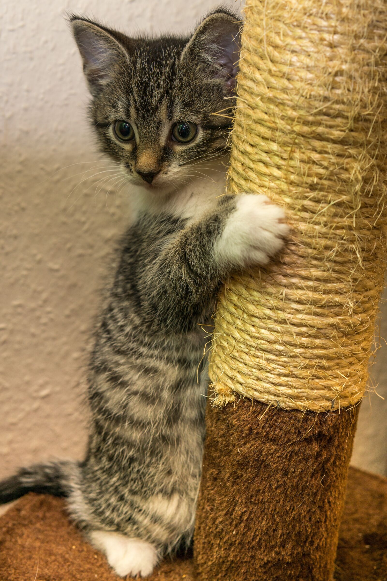 30mm F1.4 DC DN | Contemporary 016 sample photo. Cat, small, mackerel photography
