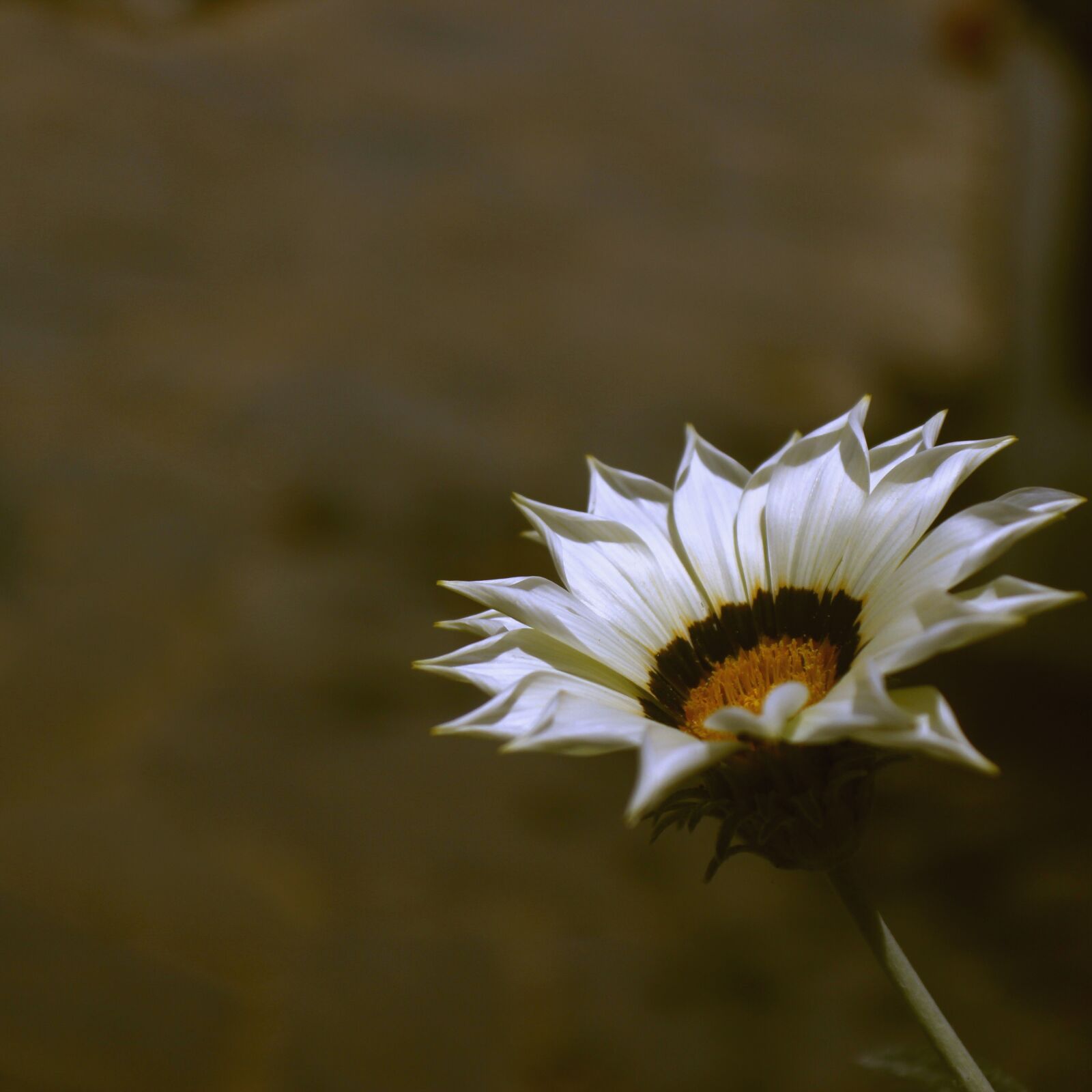 Canon EOS 600D (Rebel EOS T3i / EOS Kiss X5) sample photo. Flower, nature, color photography