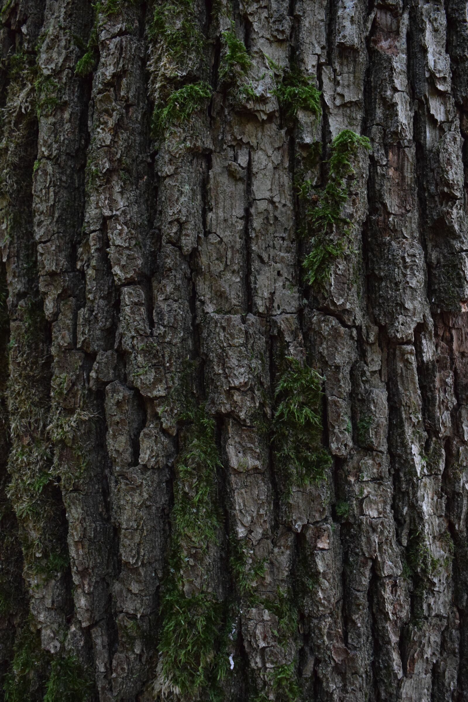 Nikon D3300 sample photo. Bark, tree bark, wood photography