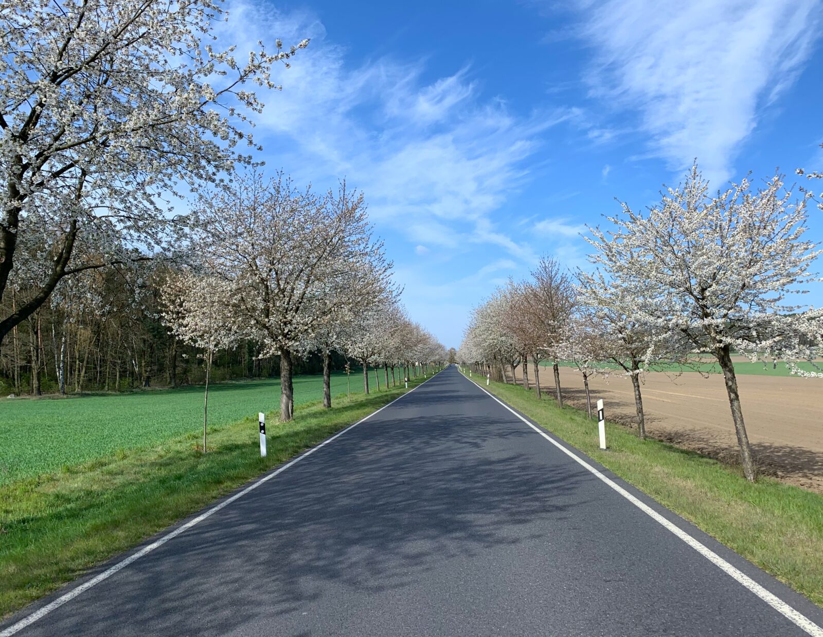 Apple iPhone XR sample photo. Blossom, fruit trees, avenue photography