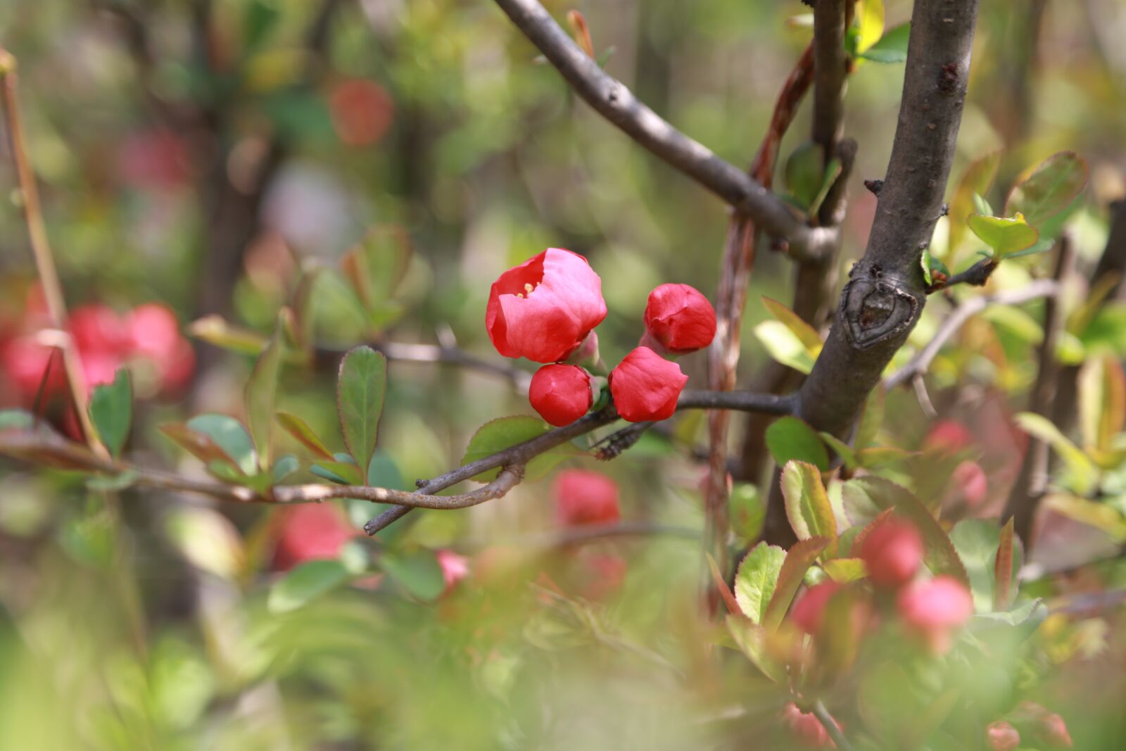 Canon EOS 6D + Canon EF 24-105mm F4L IS USM sample photo. People tree, flowers, the photography