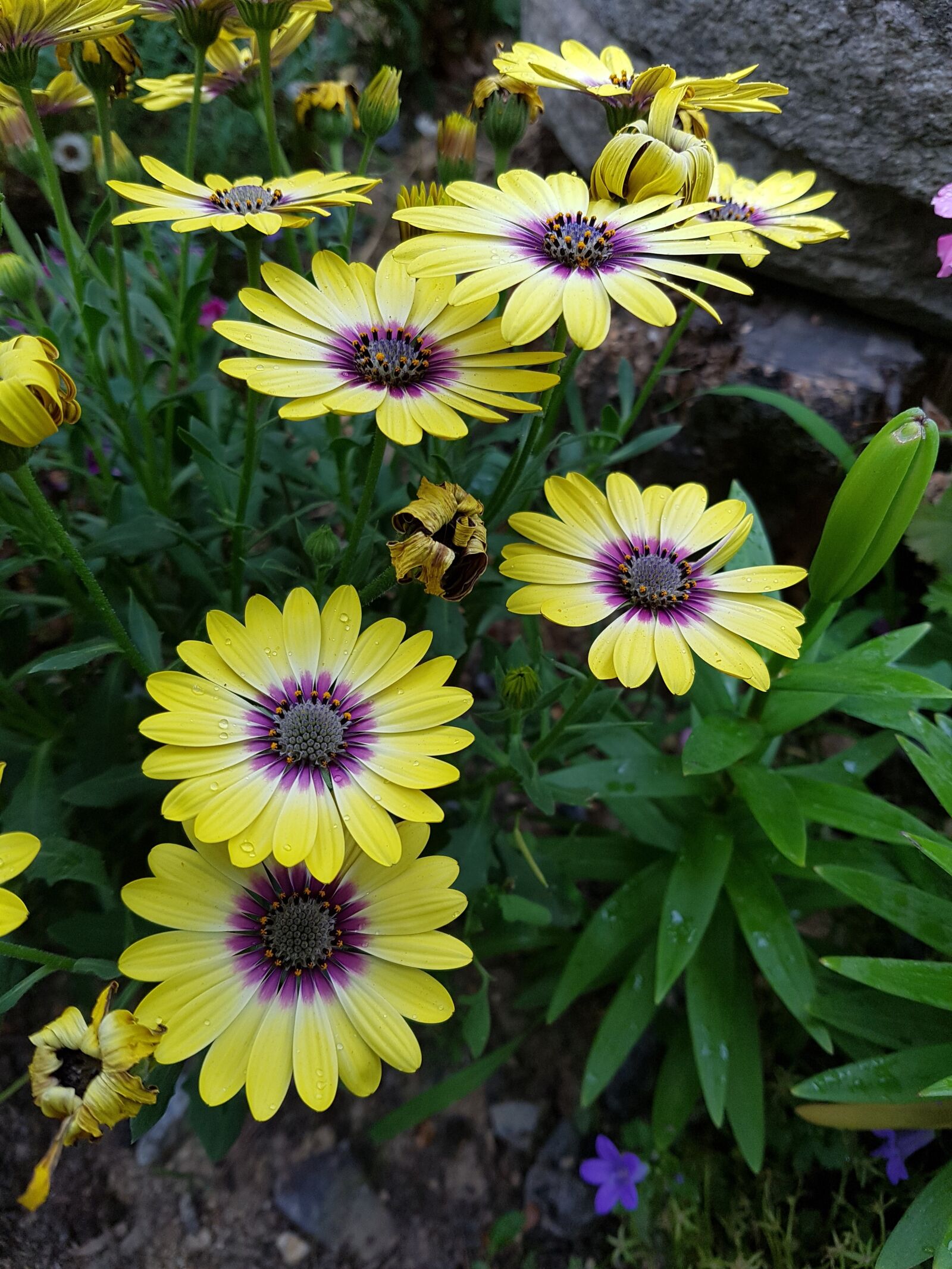 Samsung Galaxy S7 Edge sample photo. A small wild flower photography