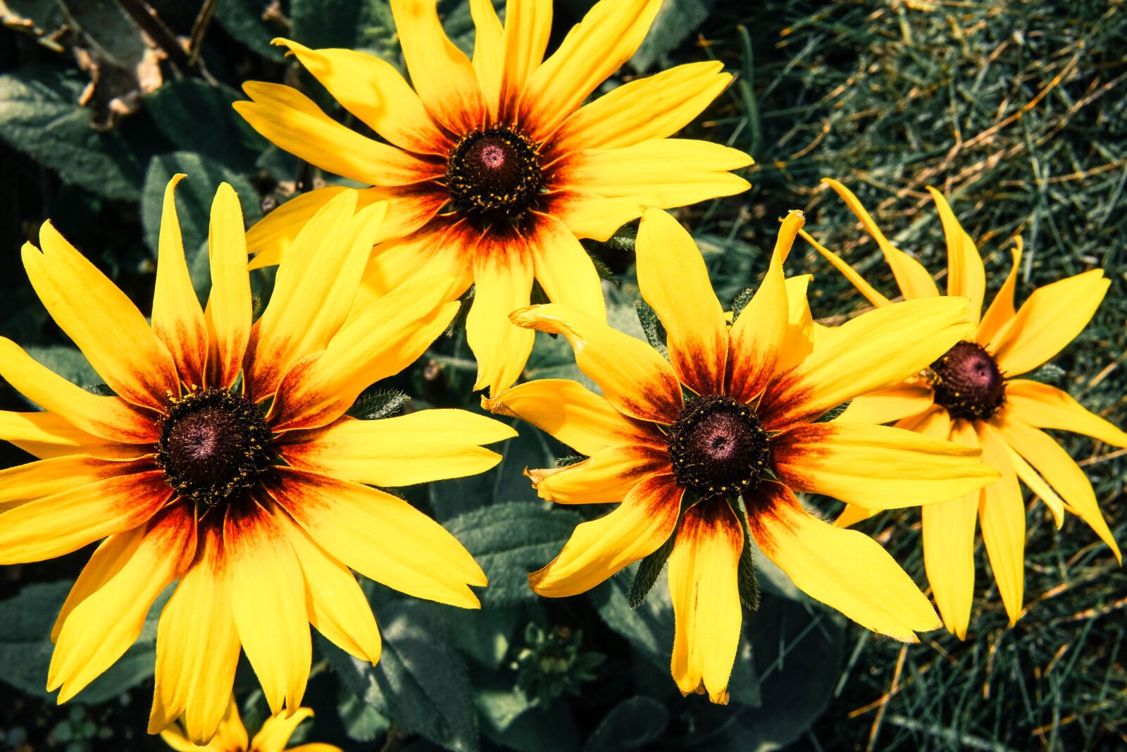 Sony a6000 sample photo. Flowers, summer, nature photography