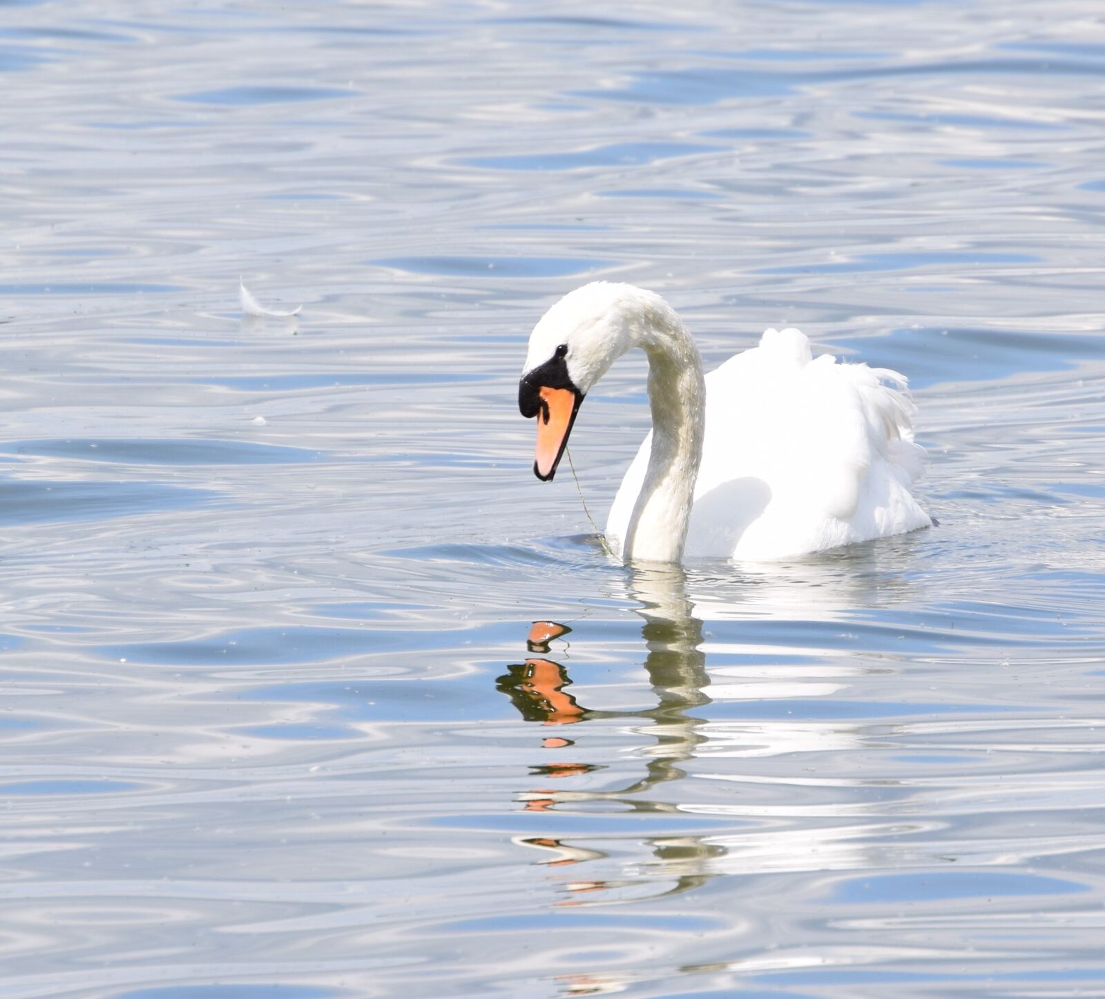 Nikon D3300 sample photo. Swan, water bird, nature photography