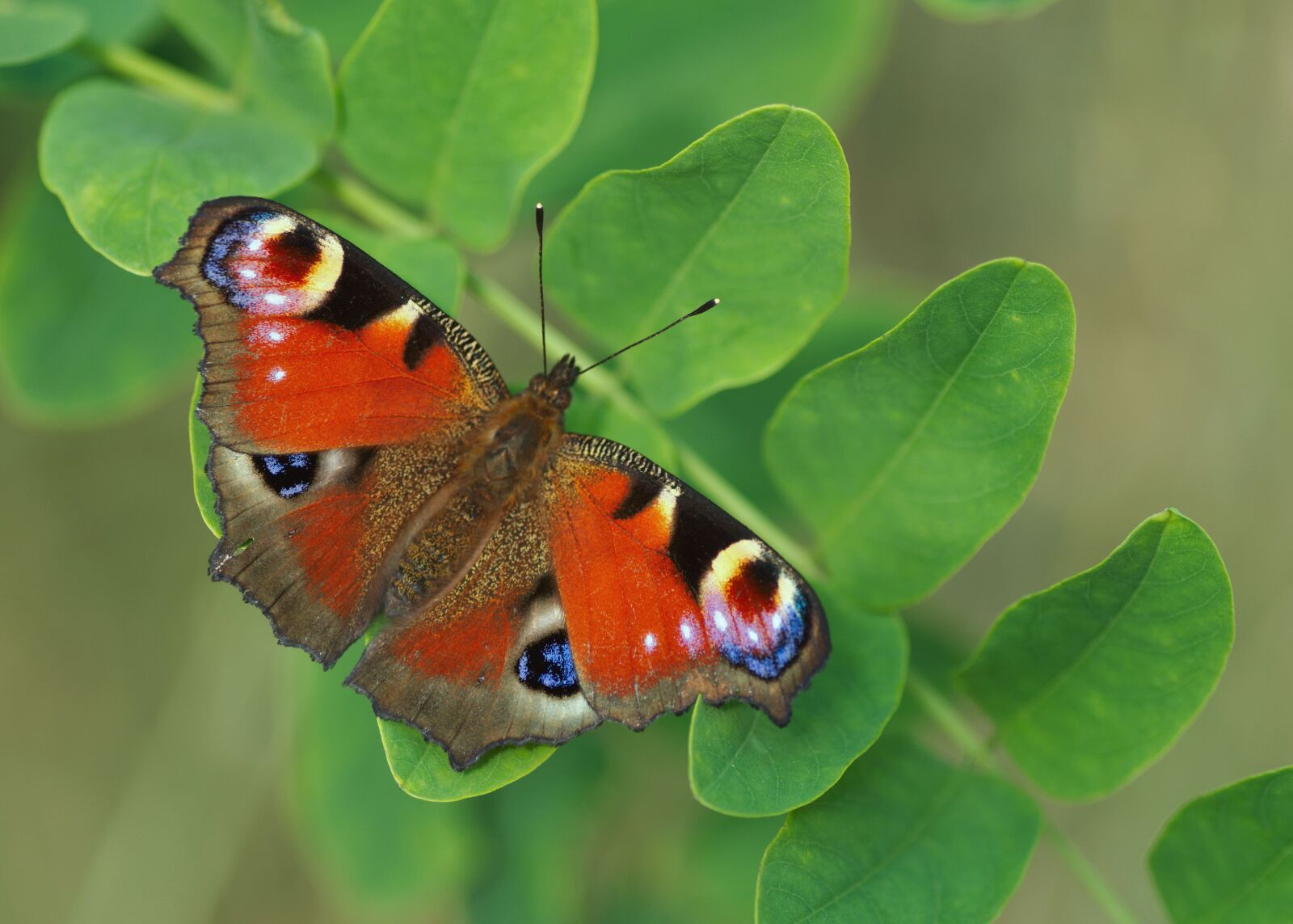 Nikon D3400 sample photo. Butterfly, wing, nature photography