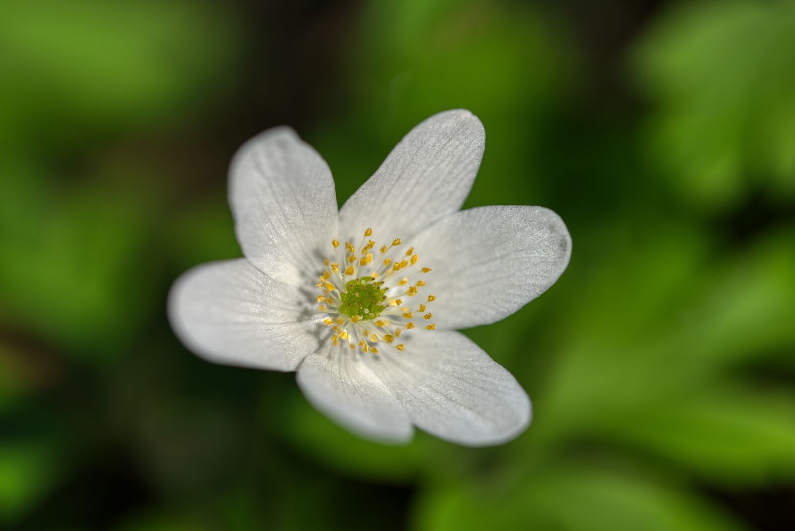 Nikon D750 sample photo. Wood anemone, anemone, forest photography