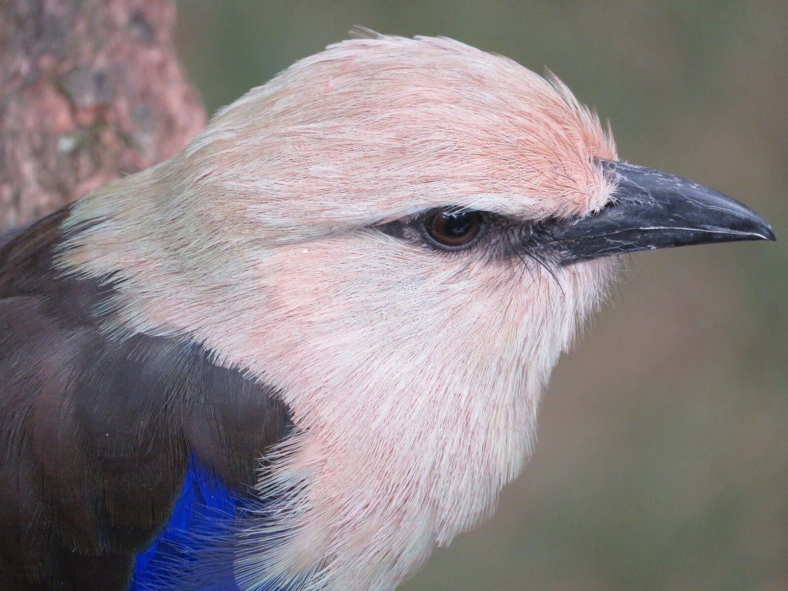 Canon PowerShot SX720 HS sample photo. Blue bellied roller, bird photography