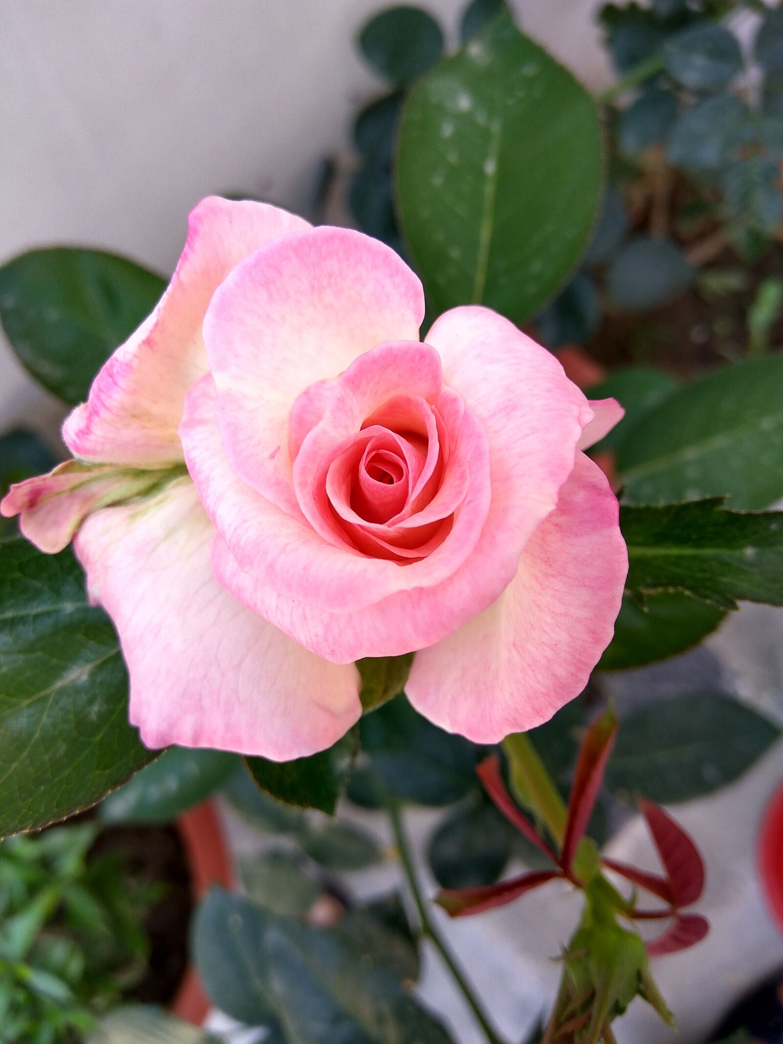 Xiaomi Redmi Note 3 sample photo. Flower, nature, spring photography