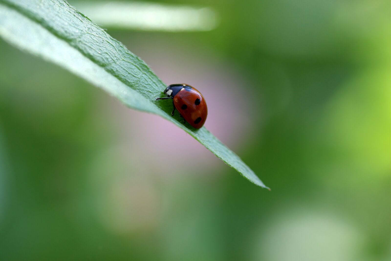 Canon EF-S 60mm F2.8 Macro USM sample photo. Baja, red, leaf photography
