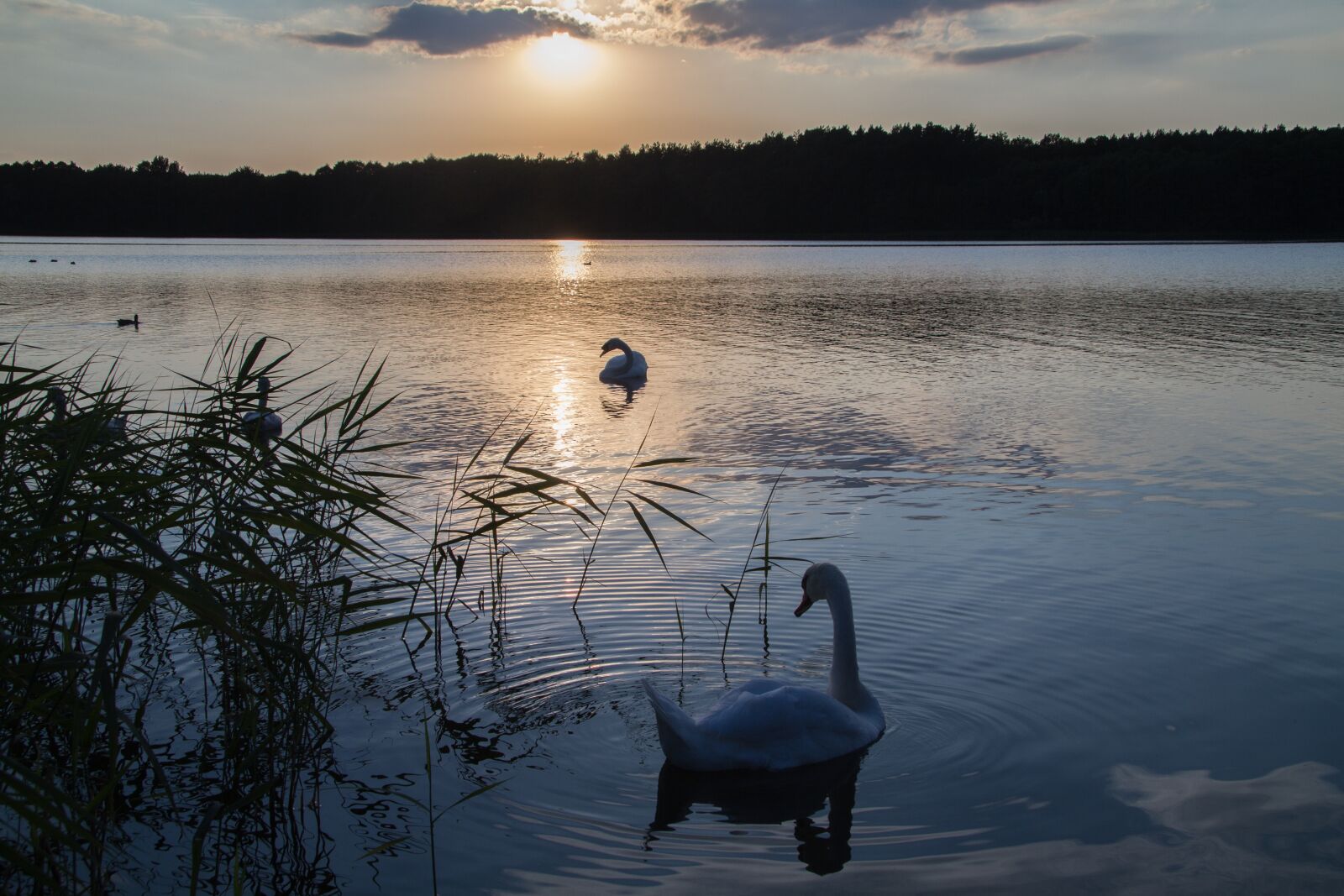 Canon EF-S 17-85mm F4-5.6 IS USM sample photo. M ritz, mecklenburgische seenplatte photography