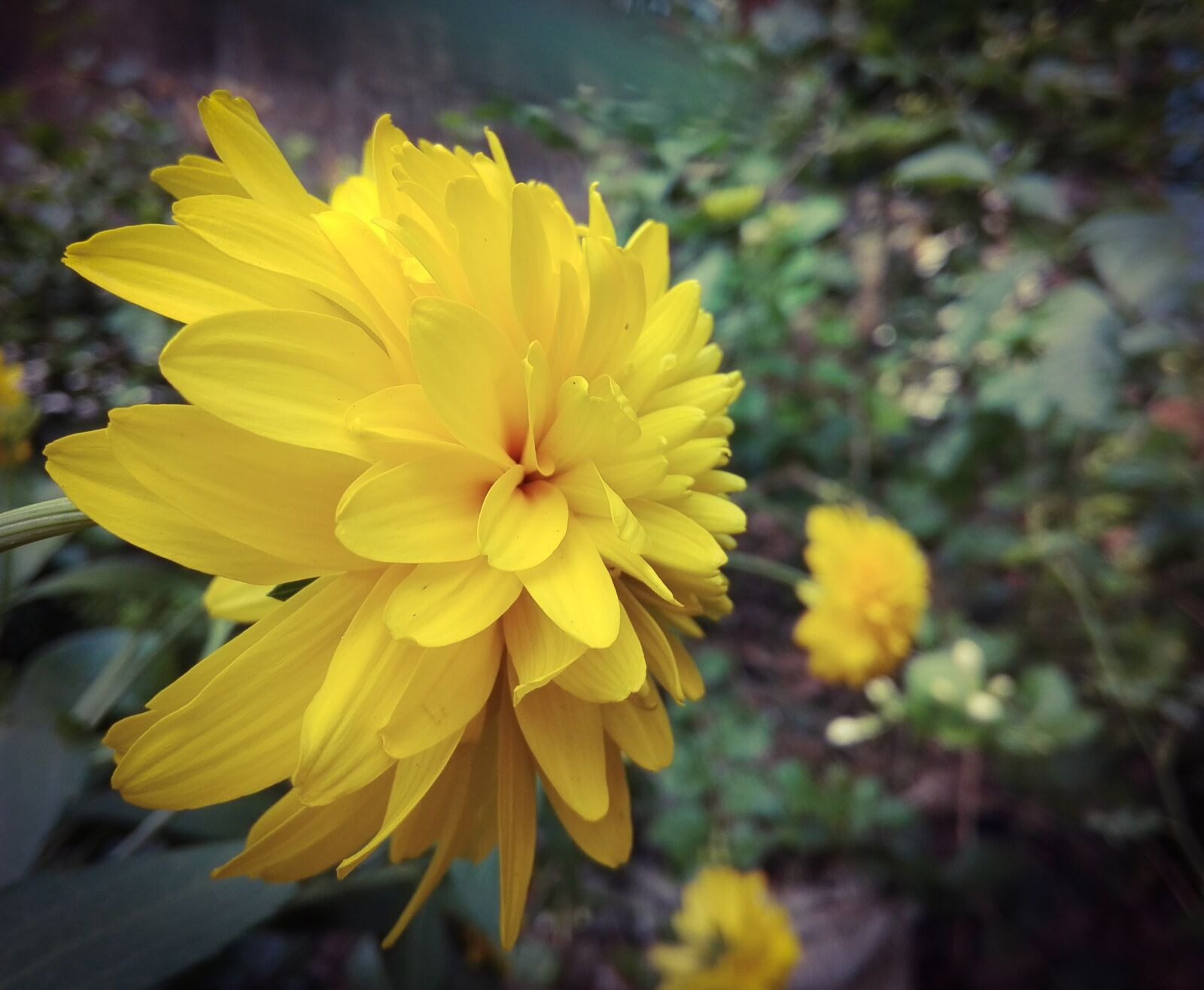 HUAWEI Y6II sample photo. Flower, flora, bright photography